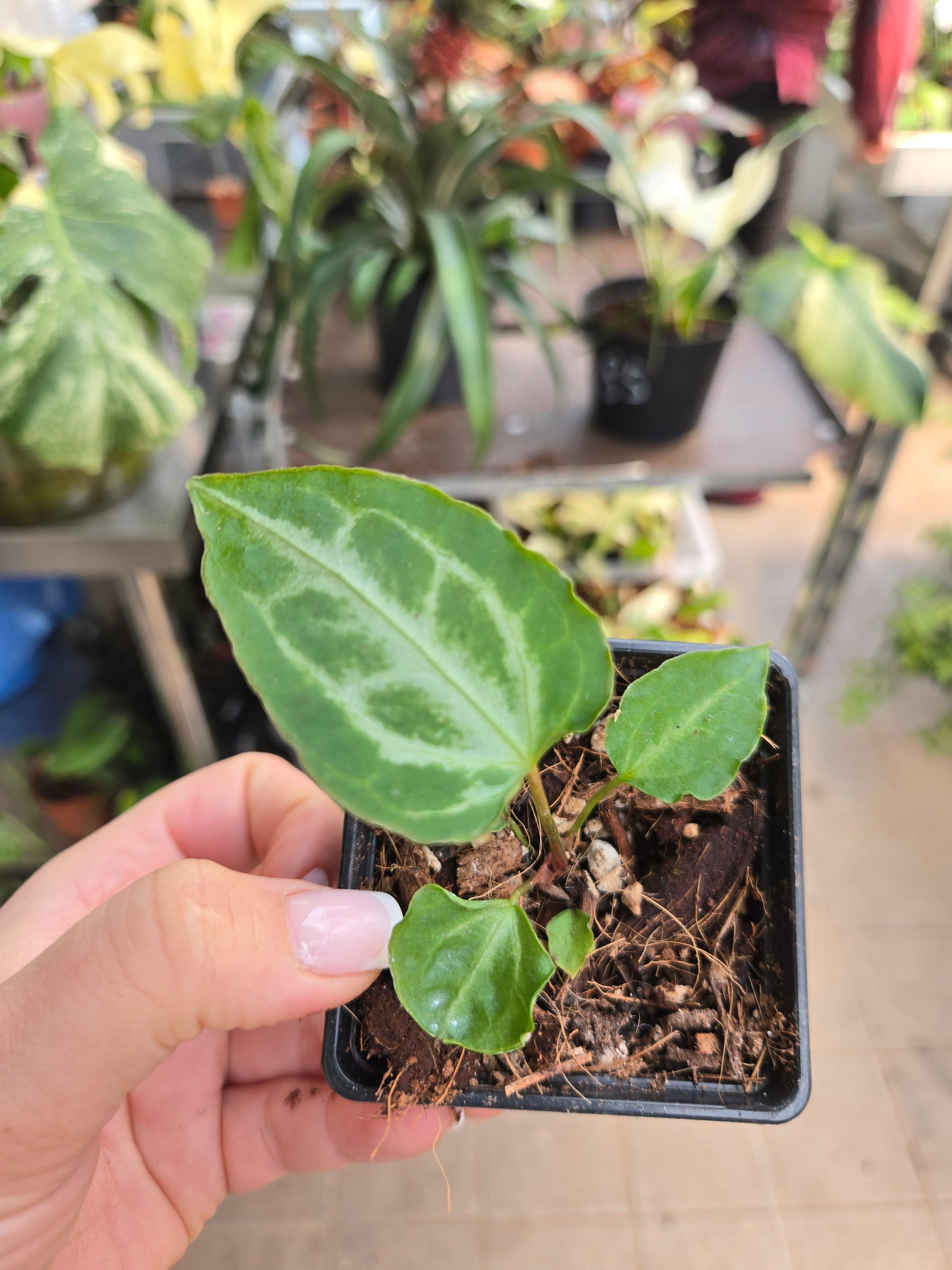 Anthurium Muchlis x Red Crystallinum