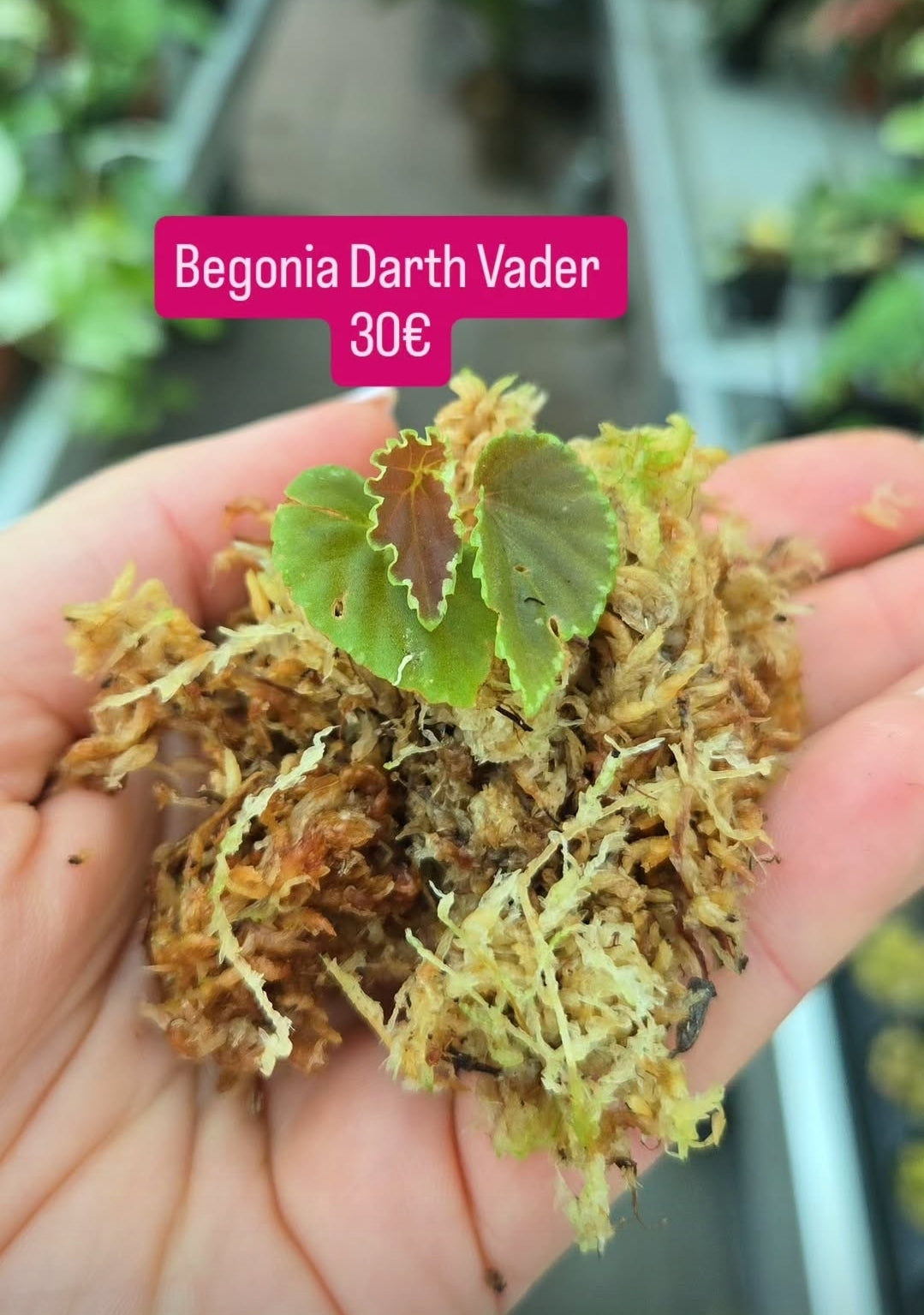 Begonia Darth Vader