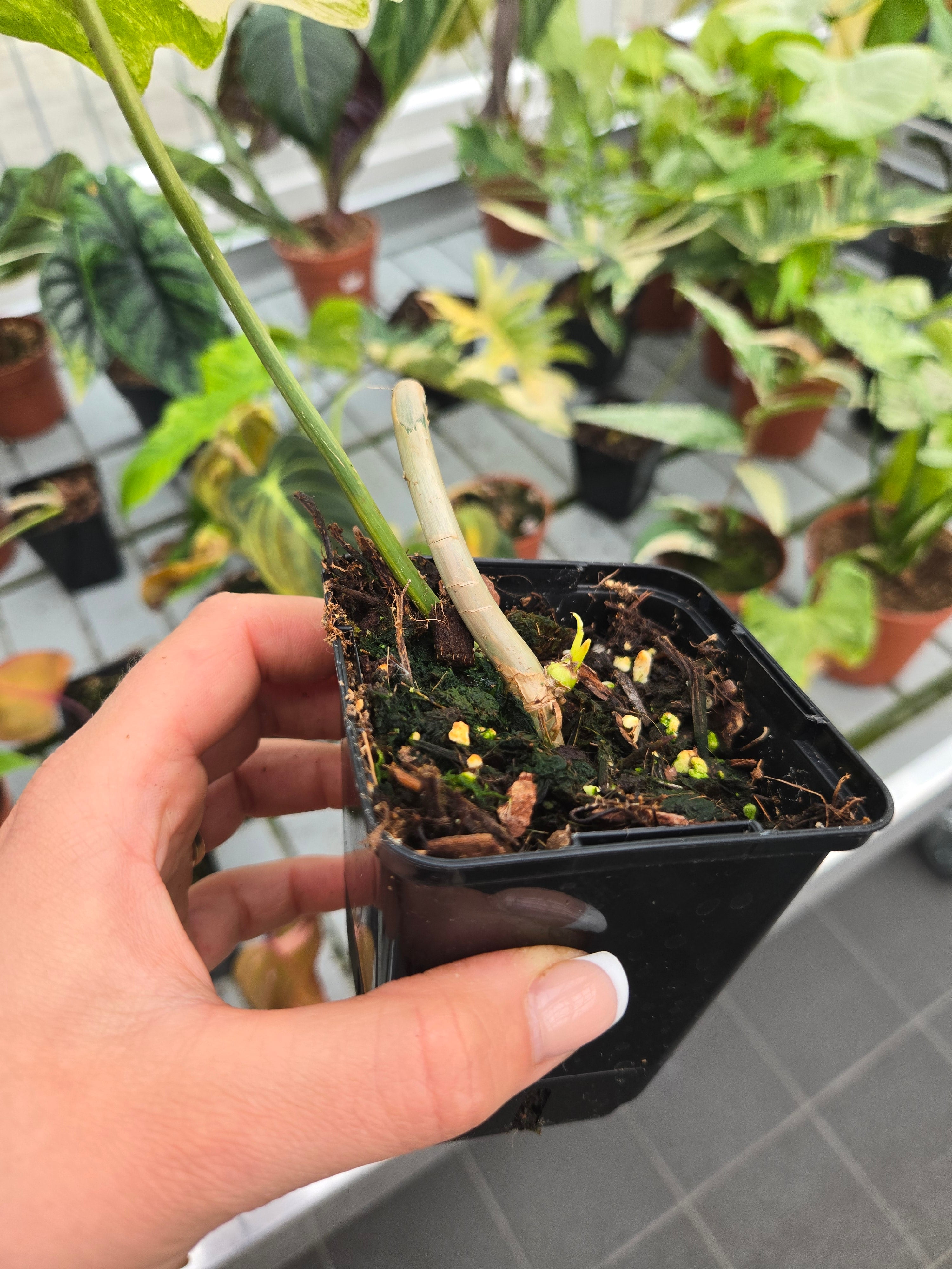 Philodendron Florida Beauty x Mayoi – MG Plants