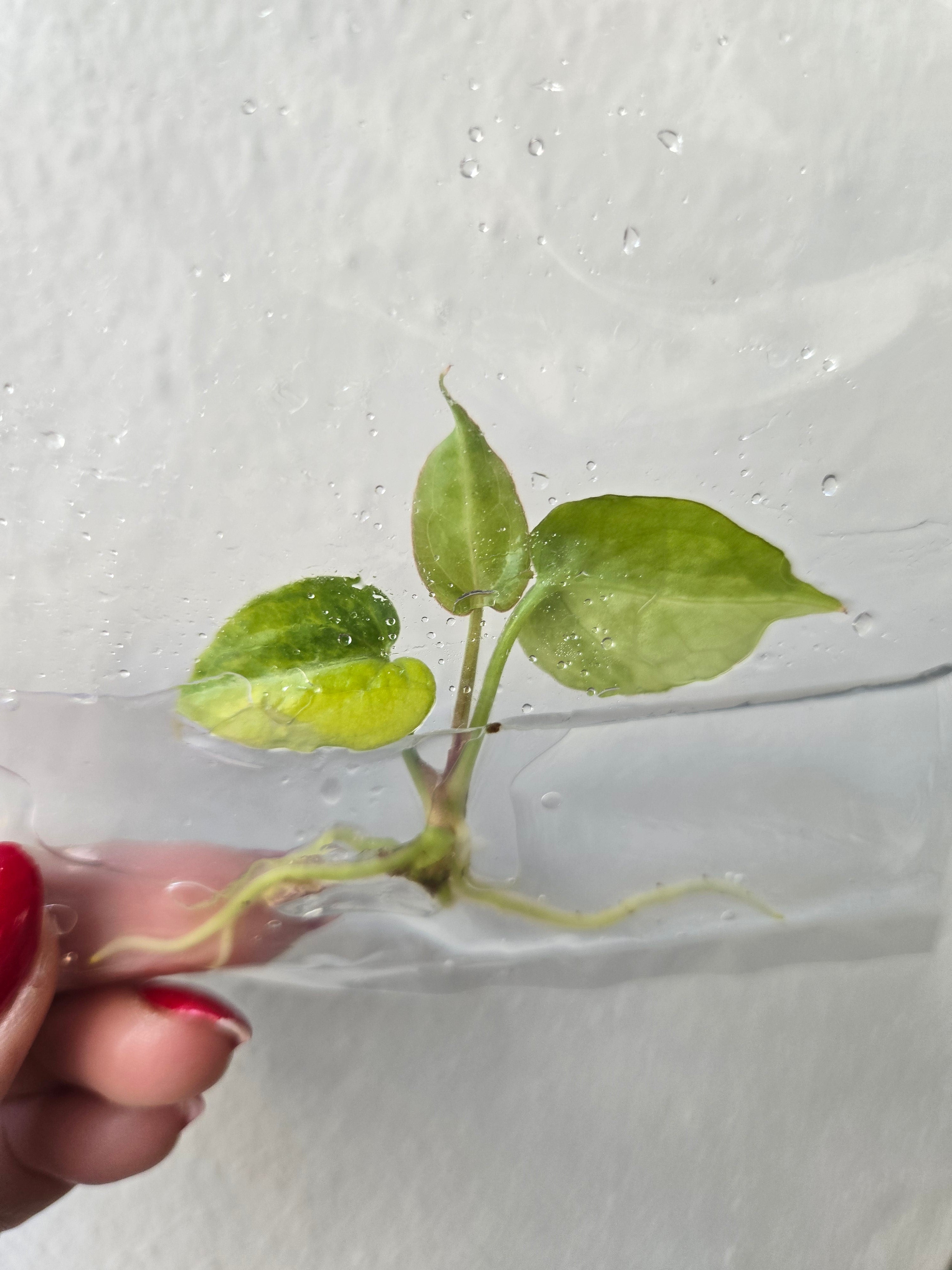 Anthurium Crystallinum Variegata -TC- Tissue Culture