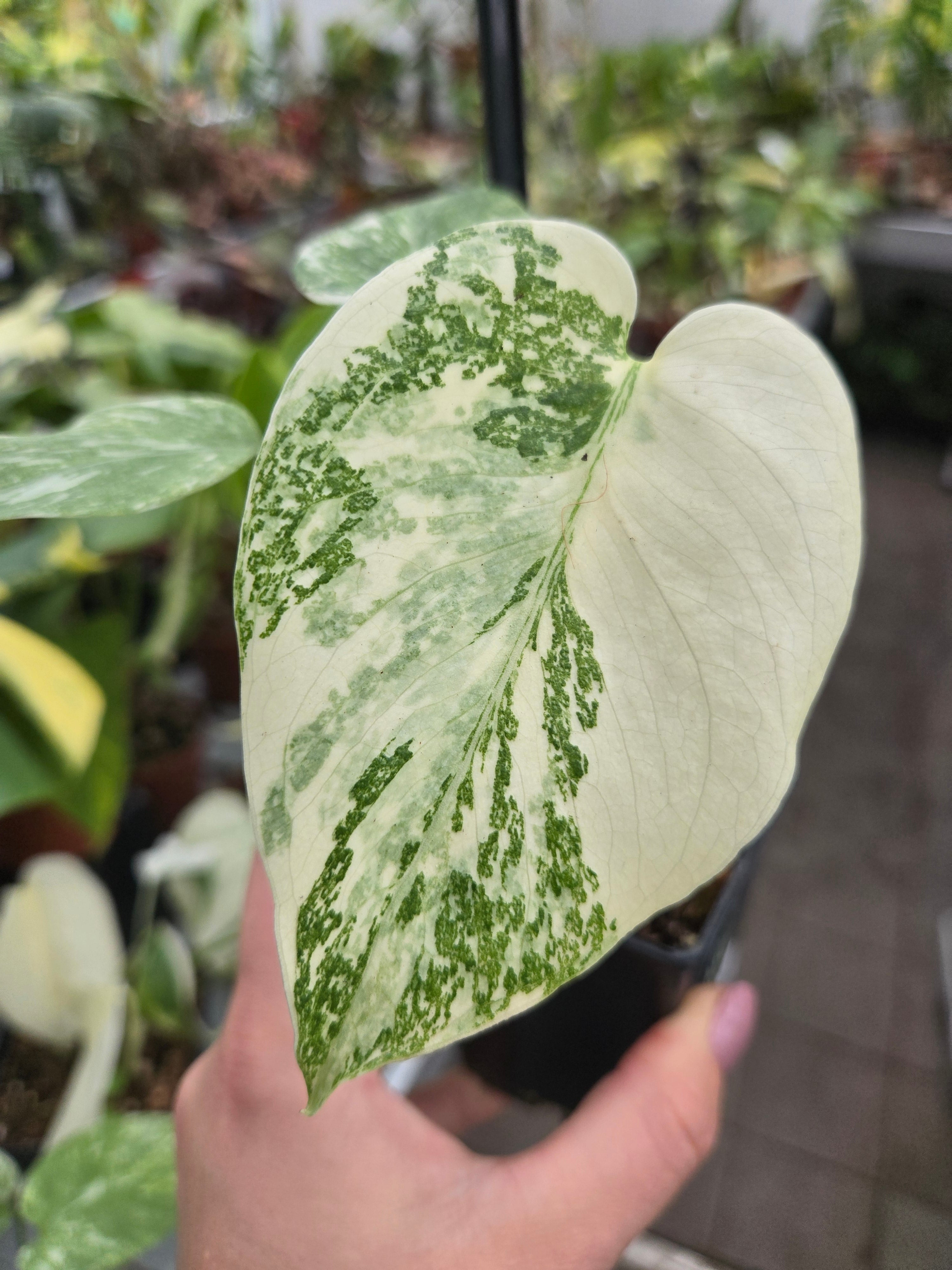 Monstera Cream Cheese