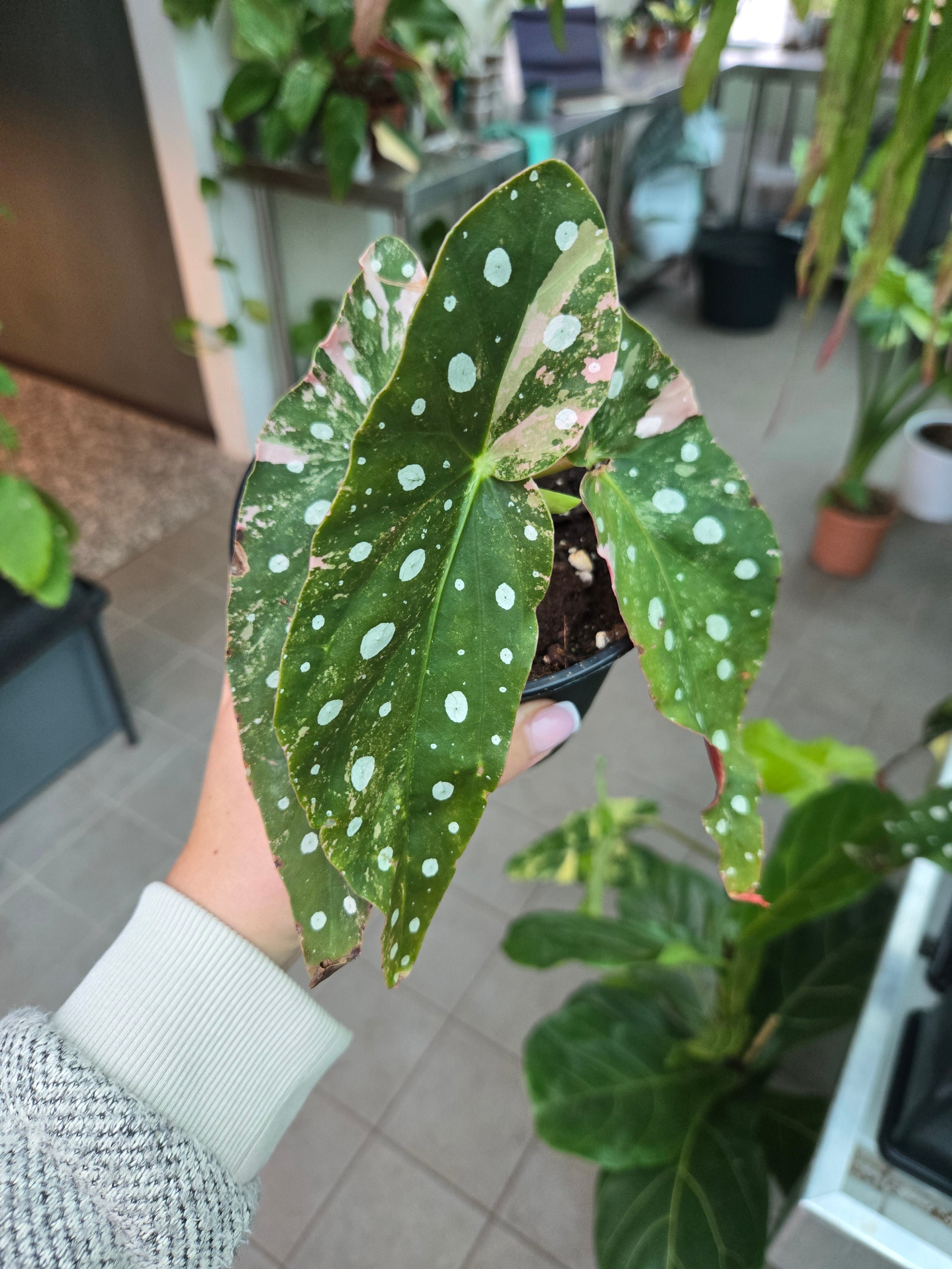 Begonia Maculata Pink