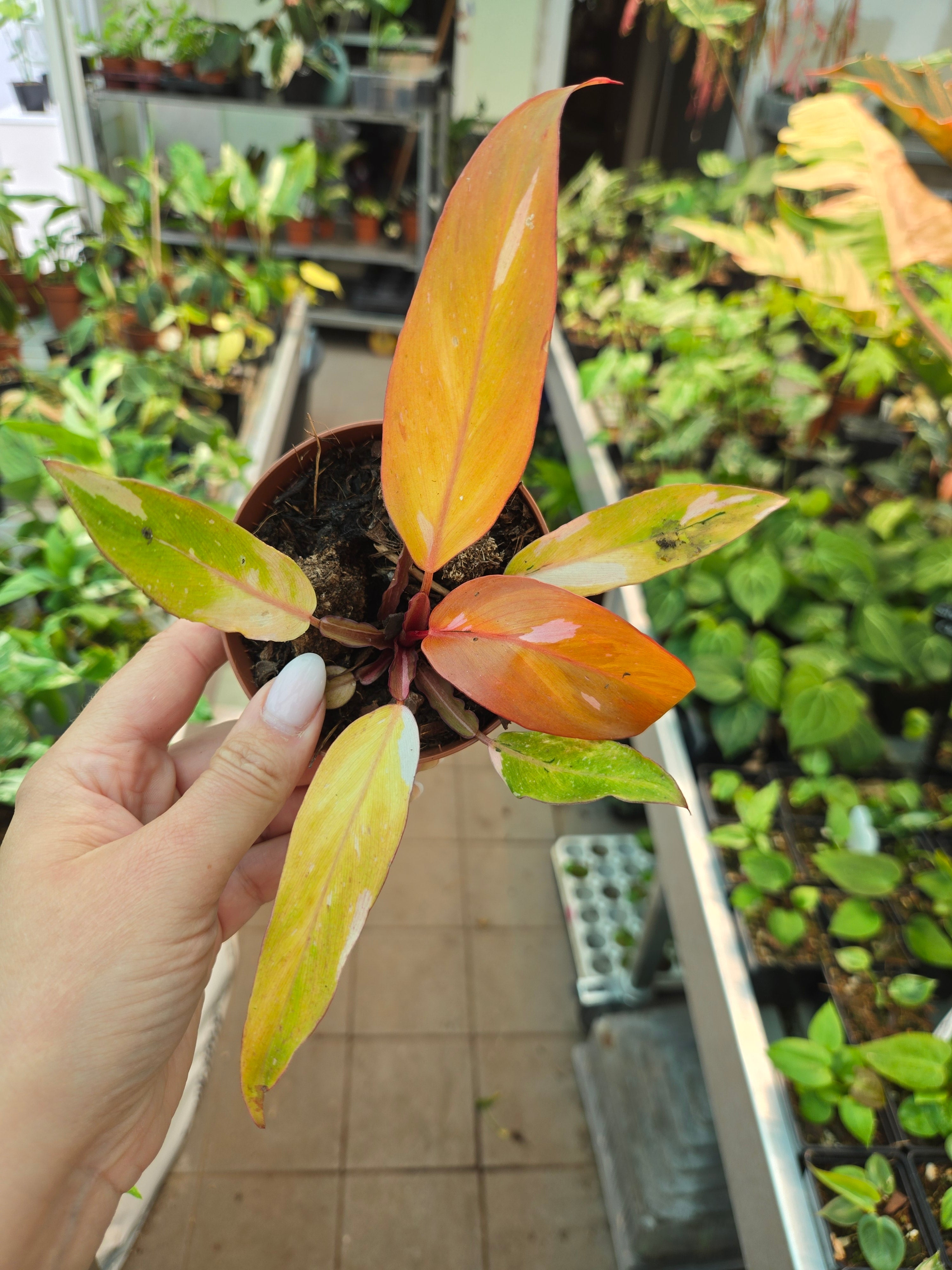 Philodendron Persimmon Princess