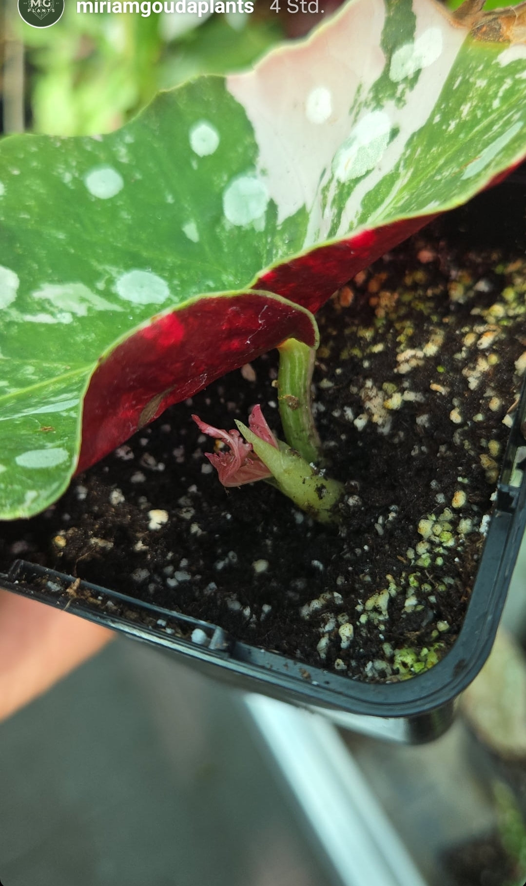 Maculata pink