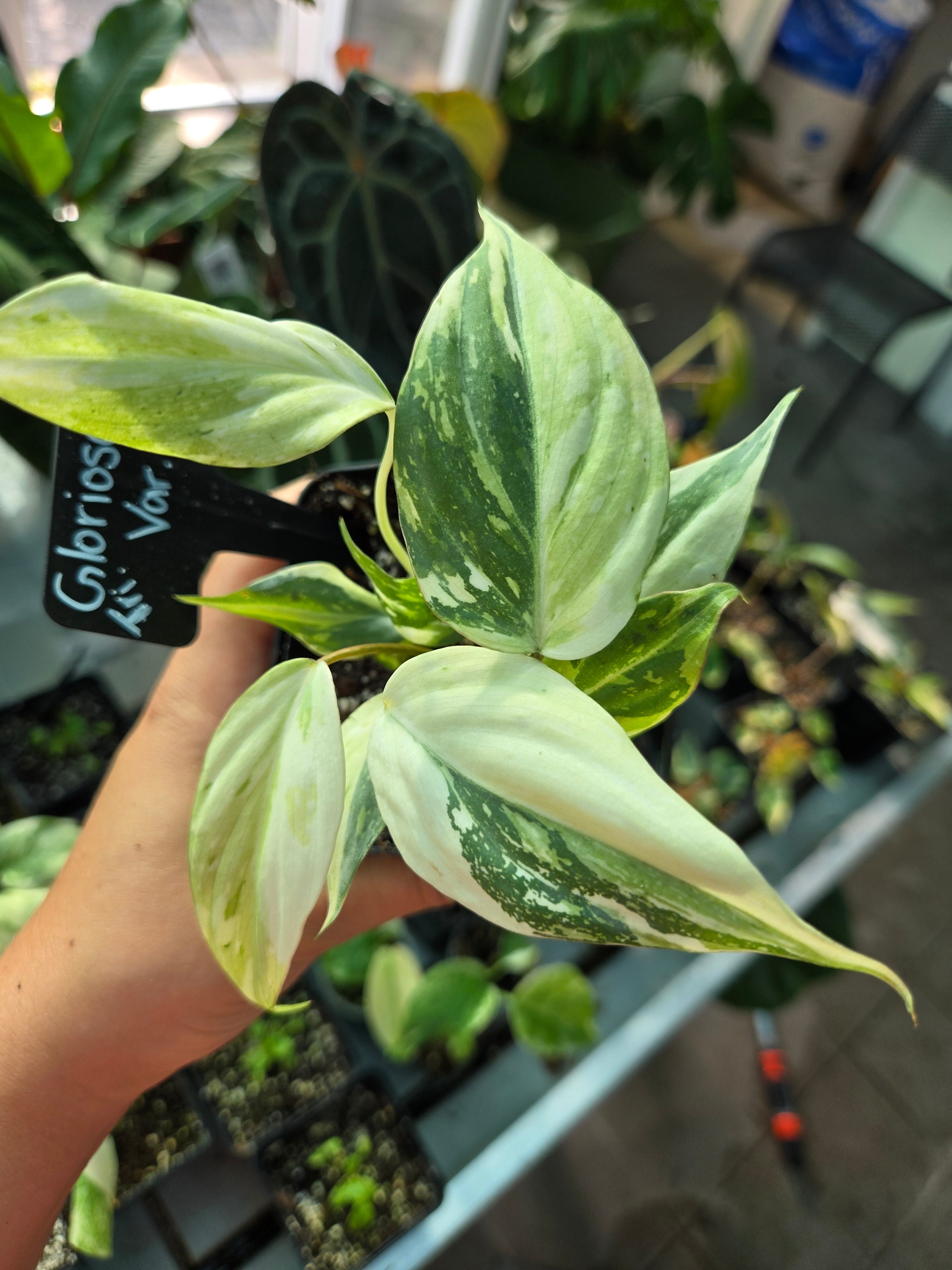 Philodendron Gloriosum Tricolor