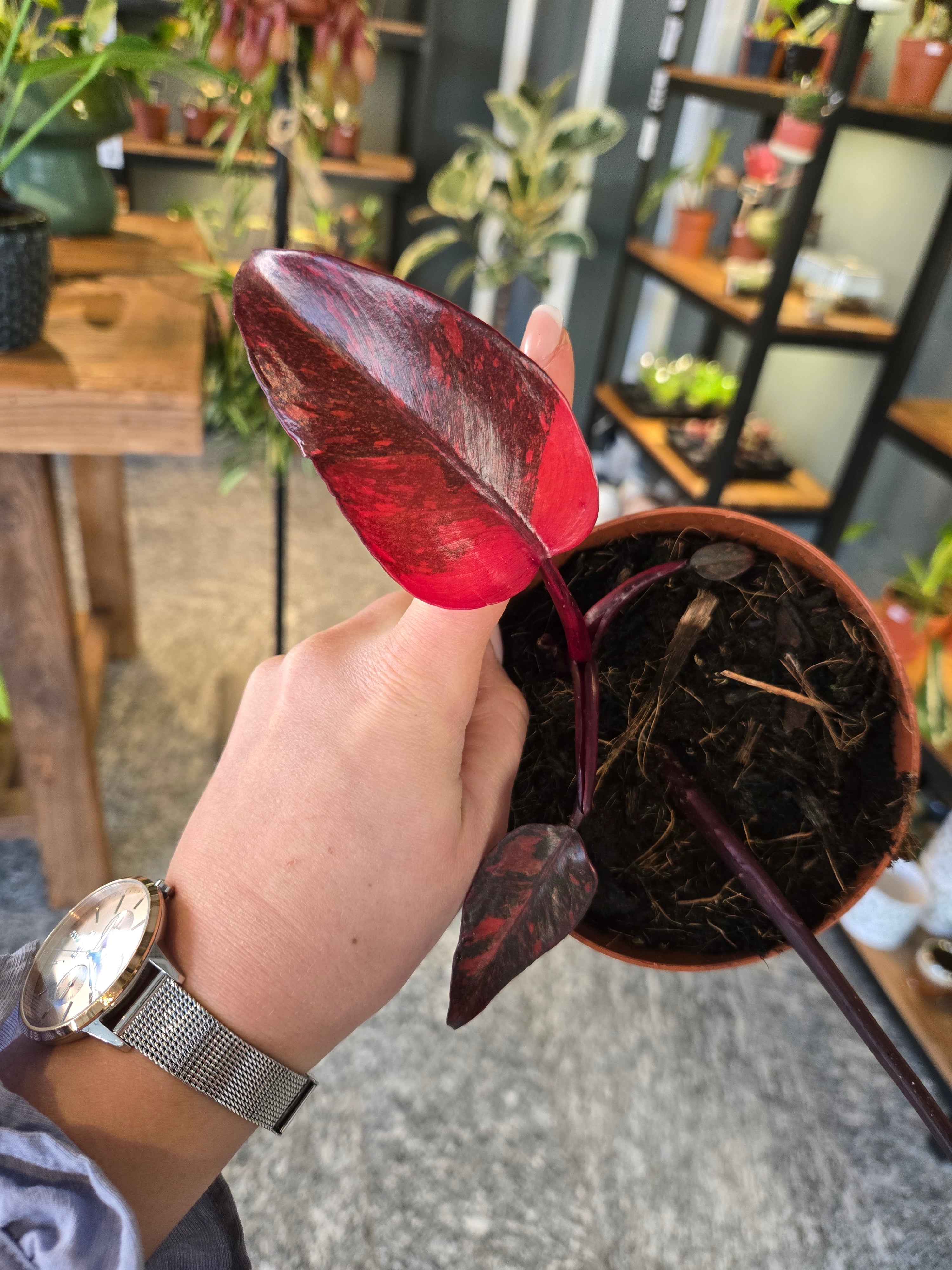 Philodendron Orange Princess Galaxy