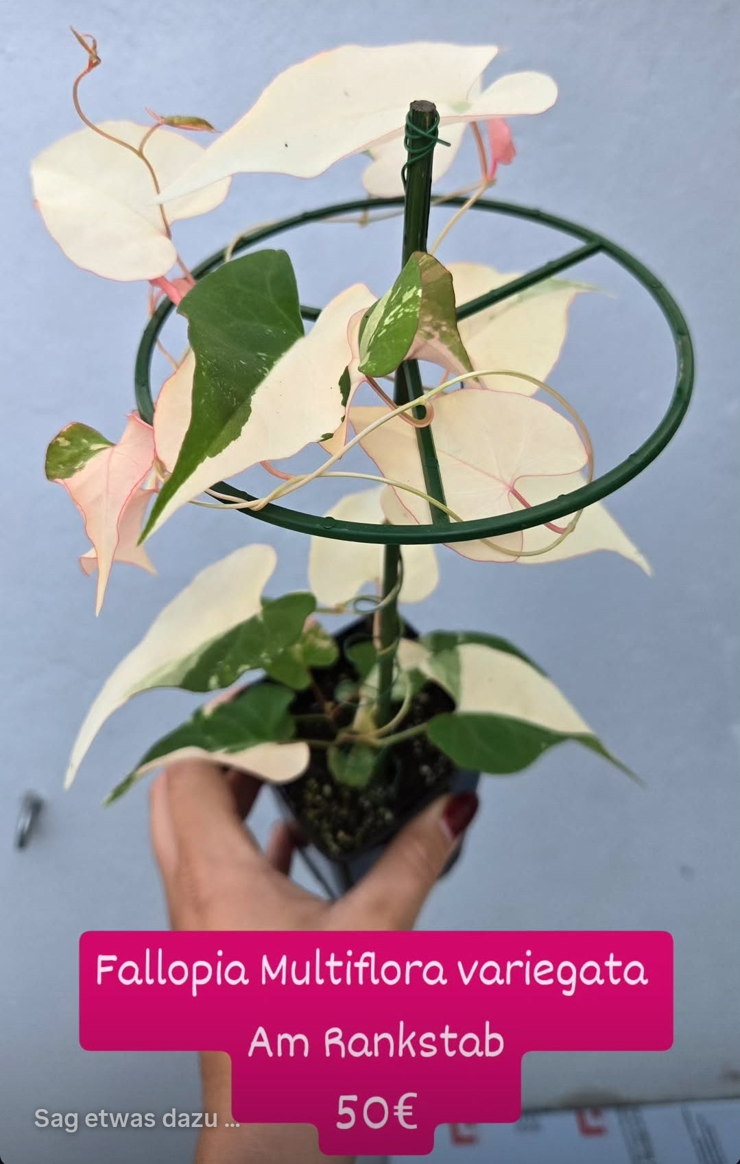 Fallopia Multiflora mit Rankstab