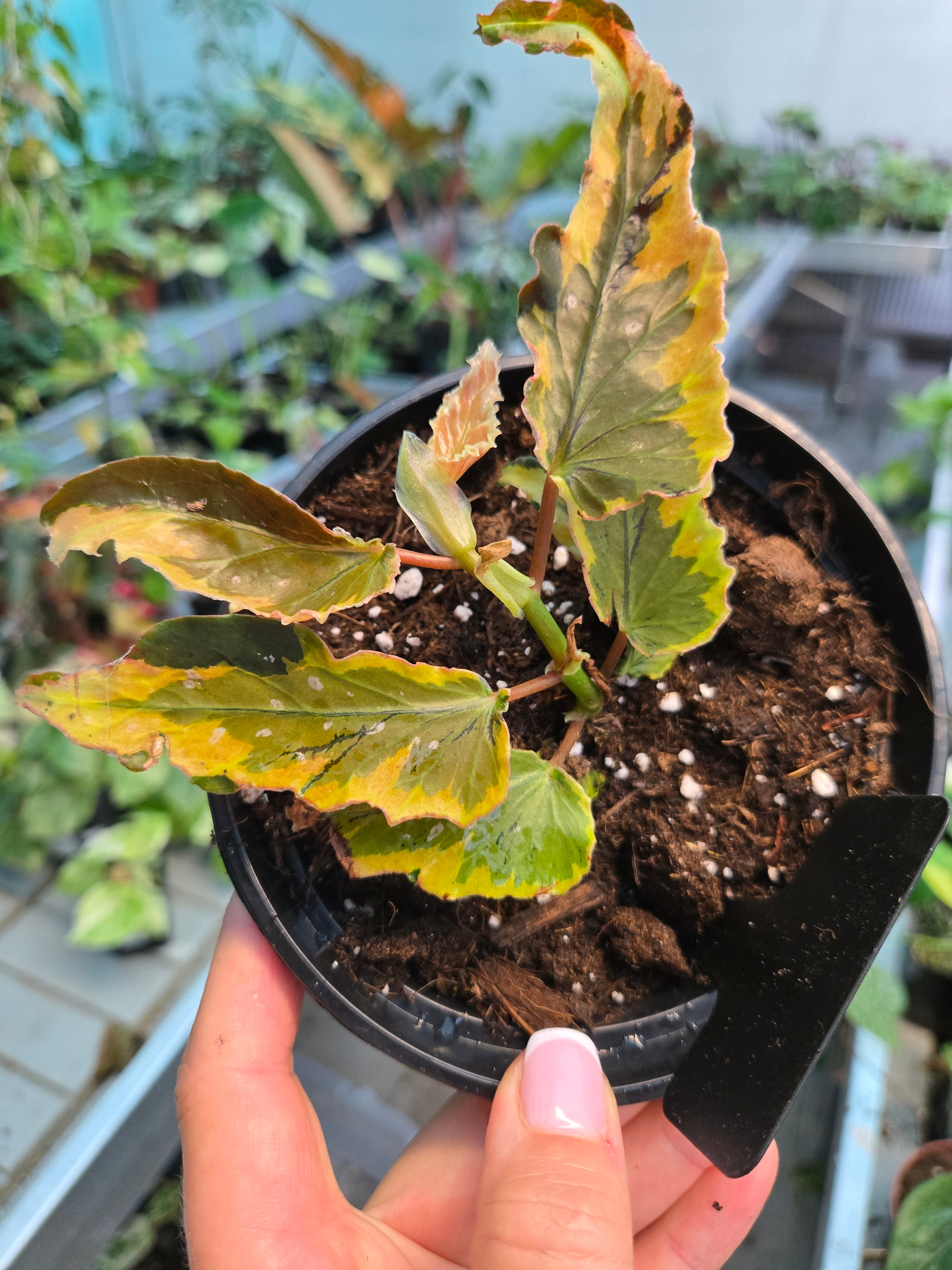 Begonia Dainty Spray Variegata