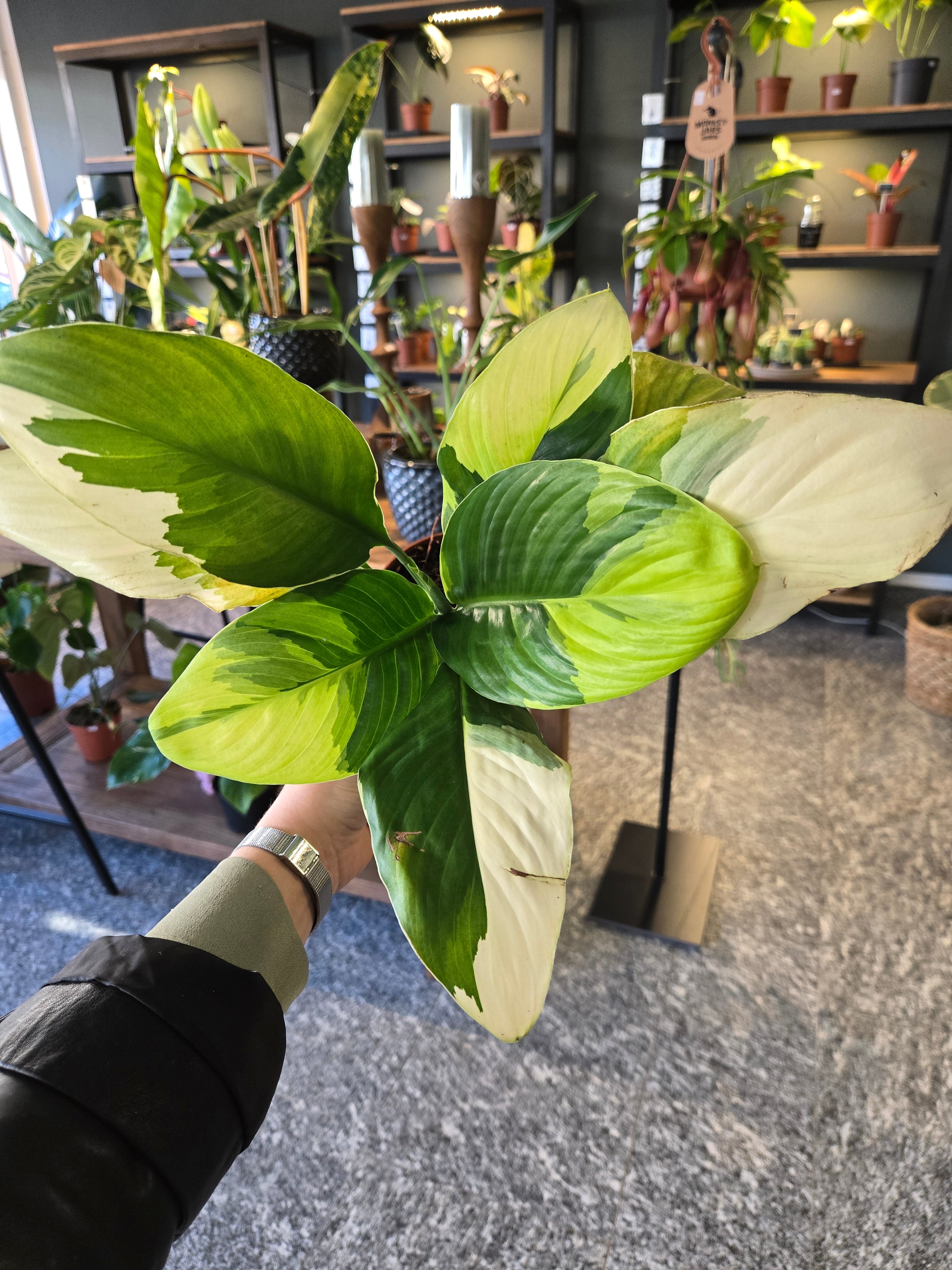 Spathiphyllum Sensation Aurea