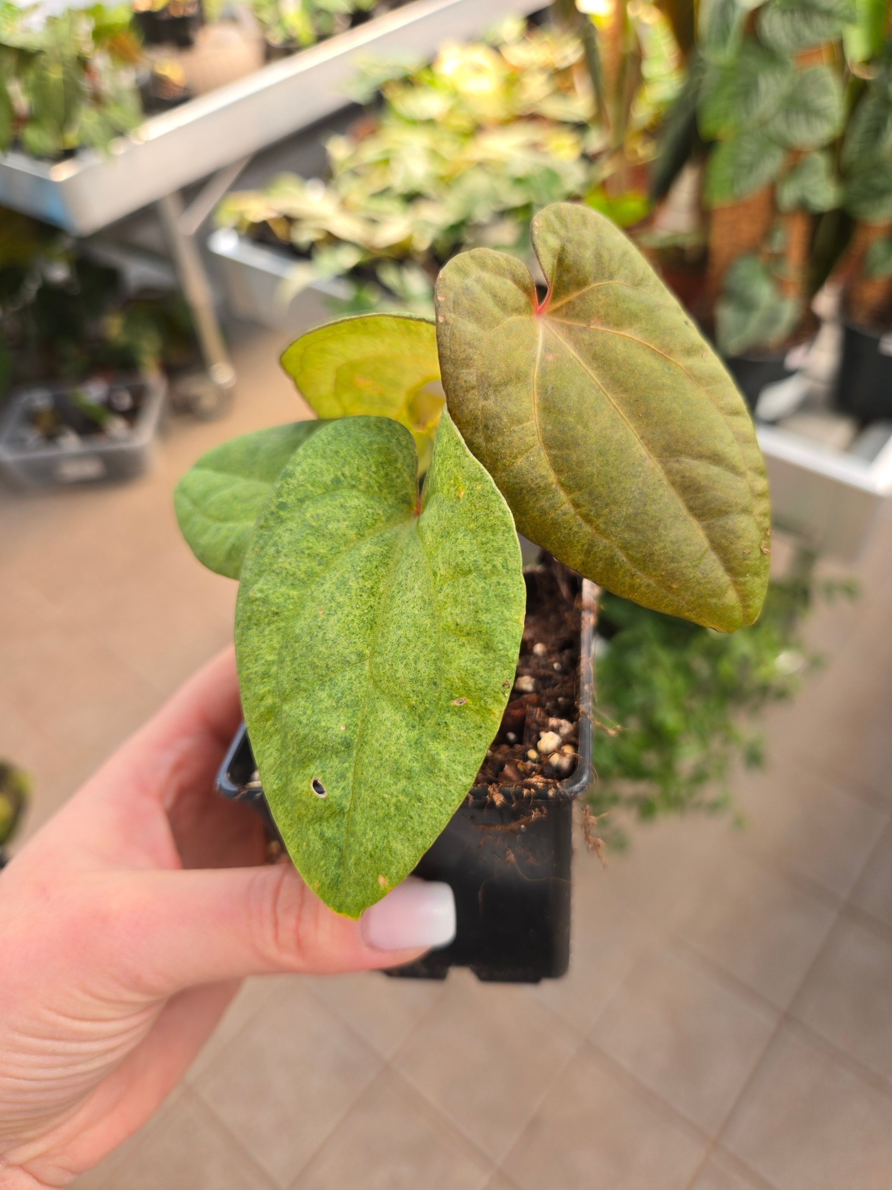 Anthurium Dark Phönix Variegata