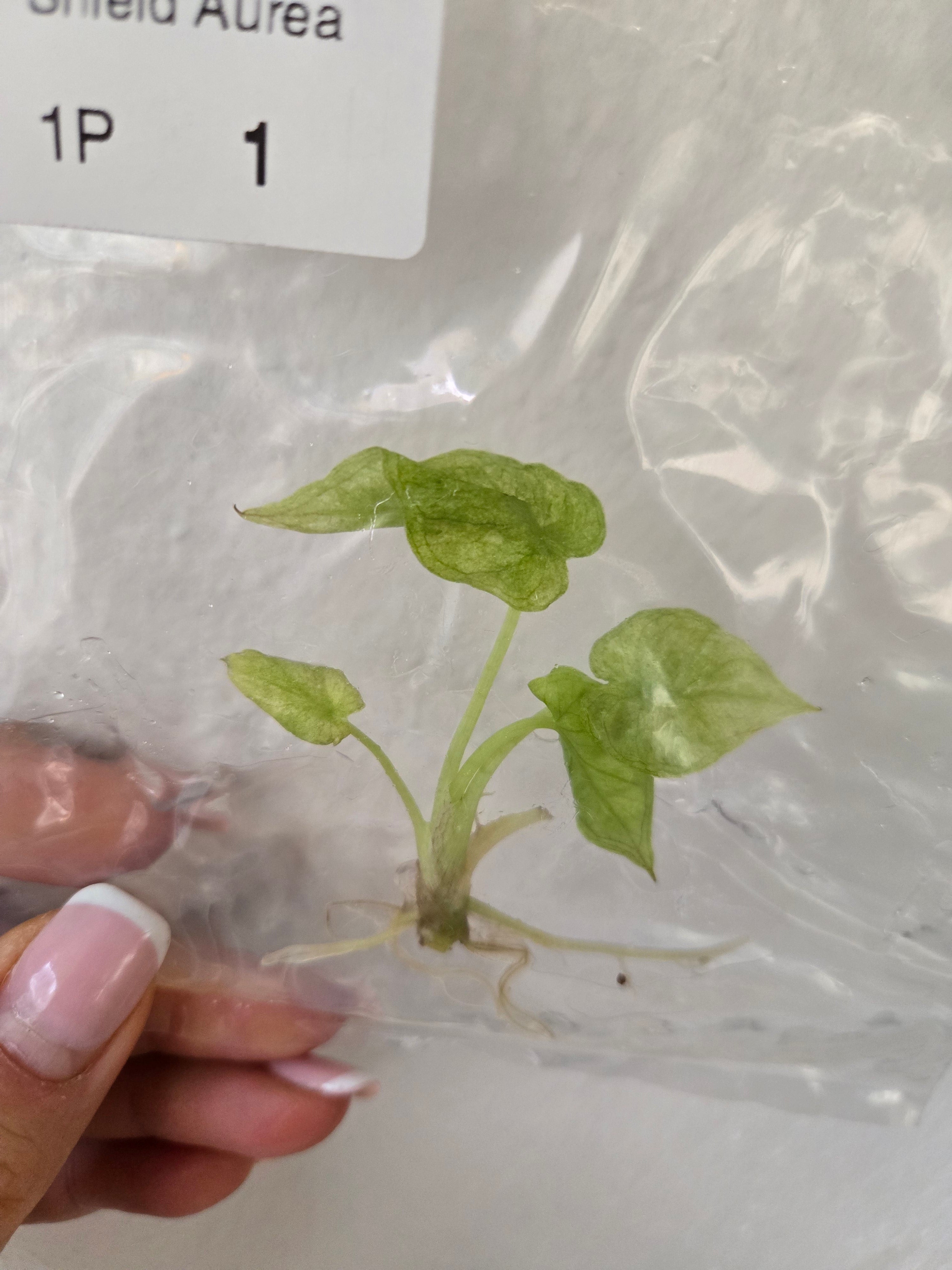 Alocasia Regale Shield Aurea - TC-