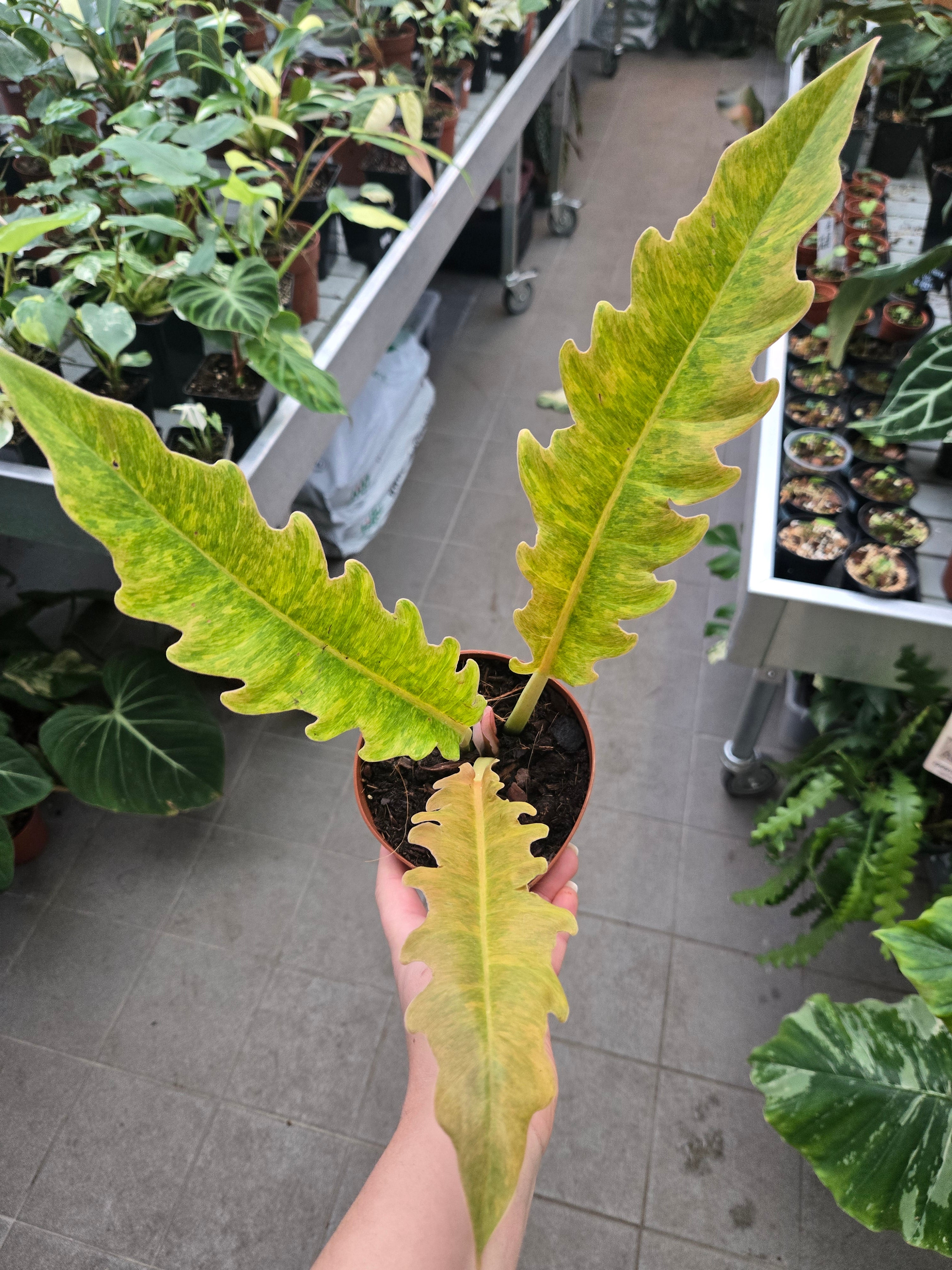 Philodendron Ring of Fire Mutation - Einzelstück