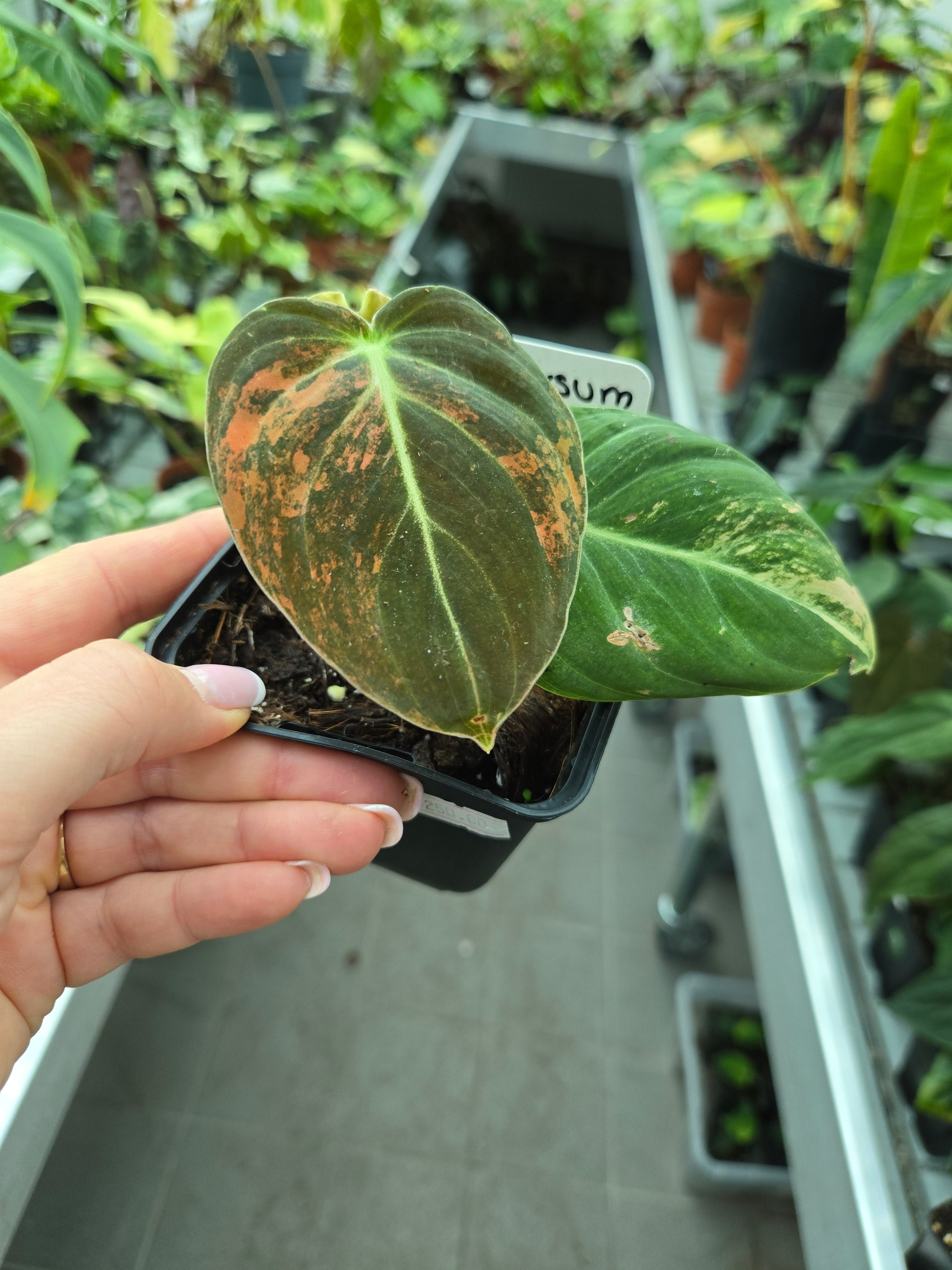 Philodendron Melanchyrsum Orange