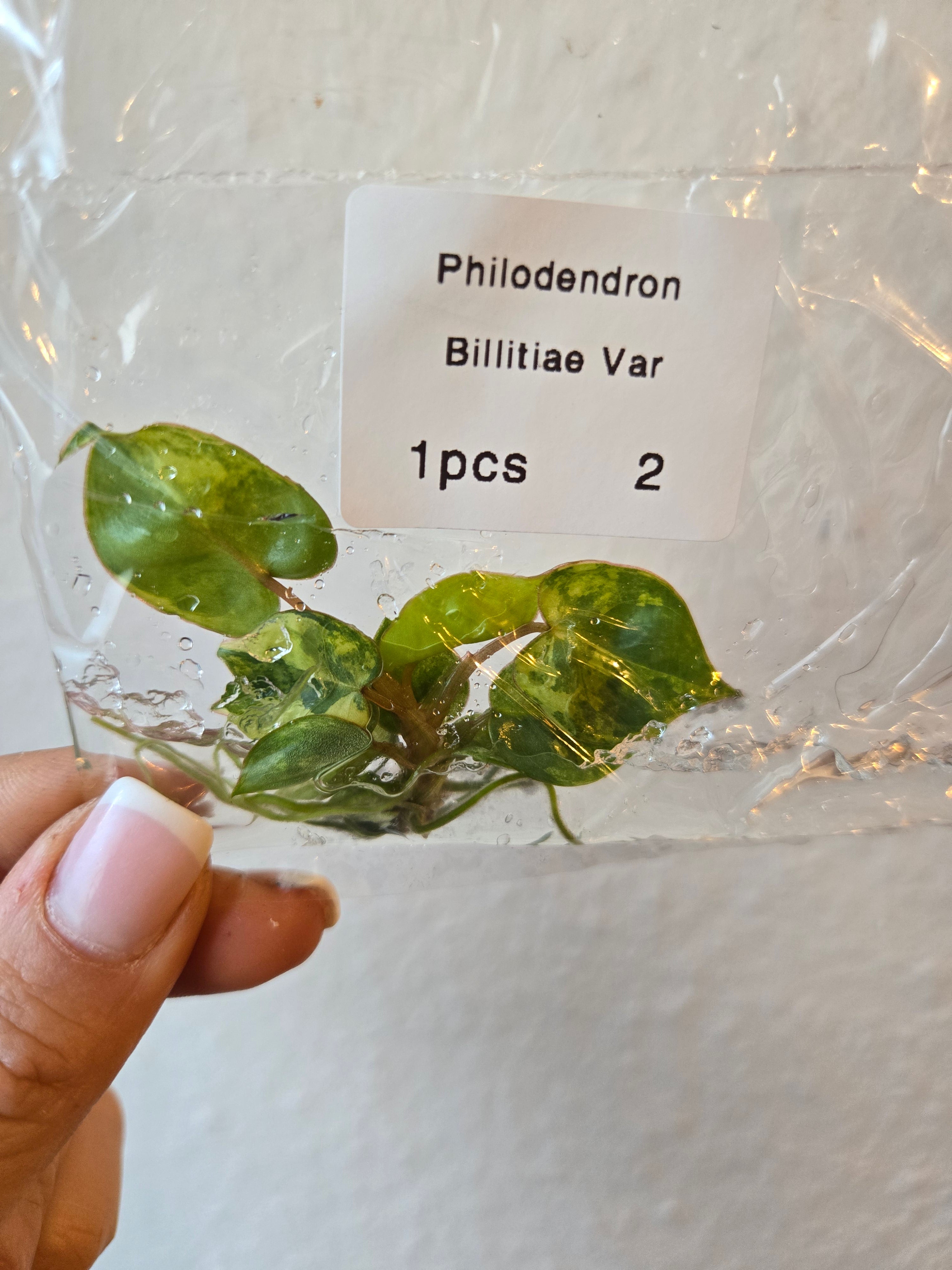 Philodendron Billietiae Variegata