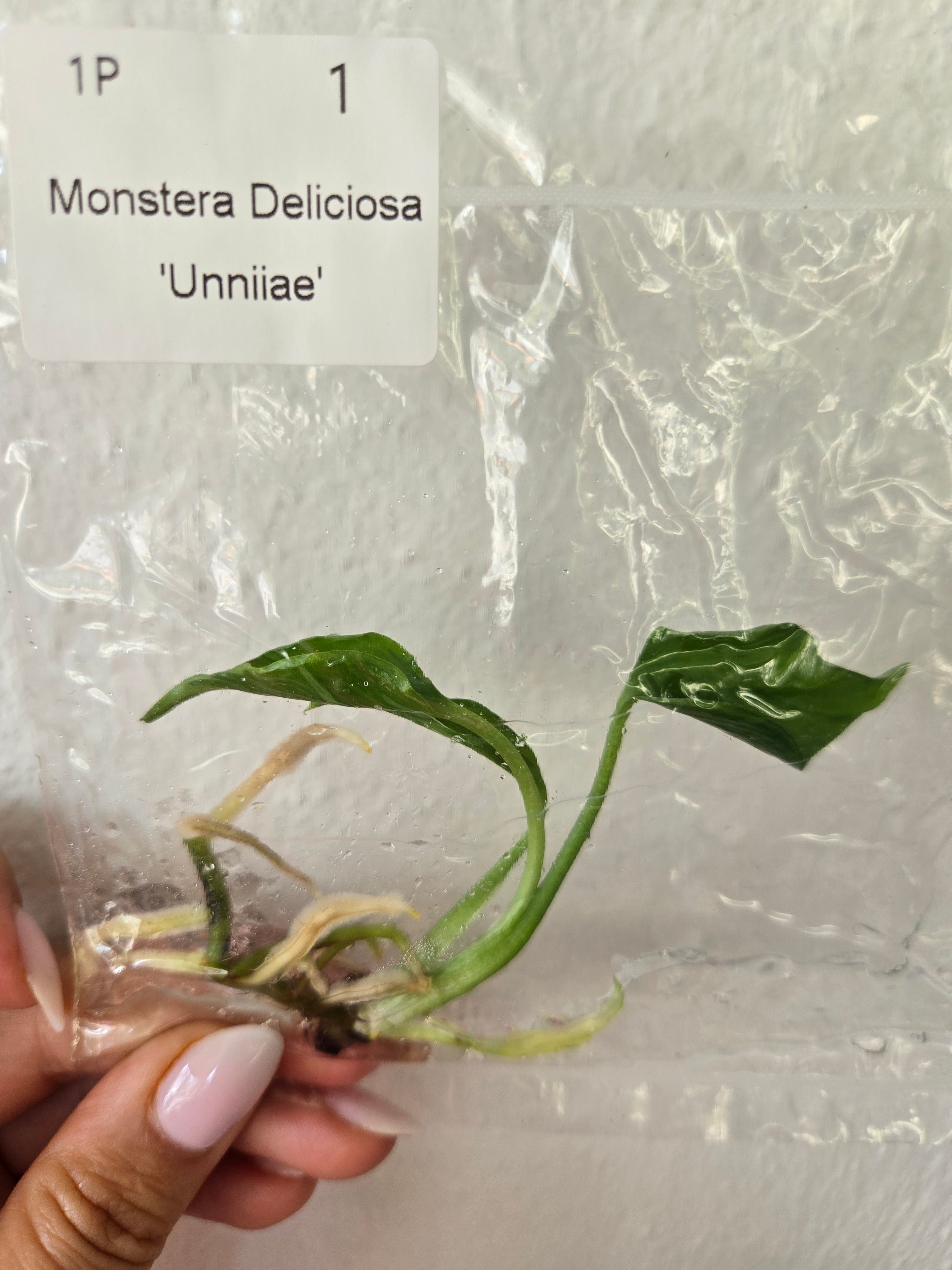 Monstera Deliciosa 'Unniiae' - TC