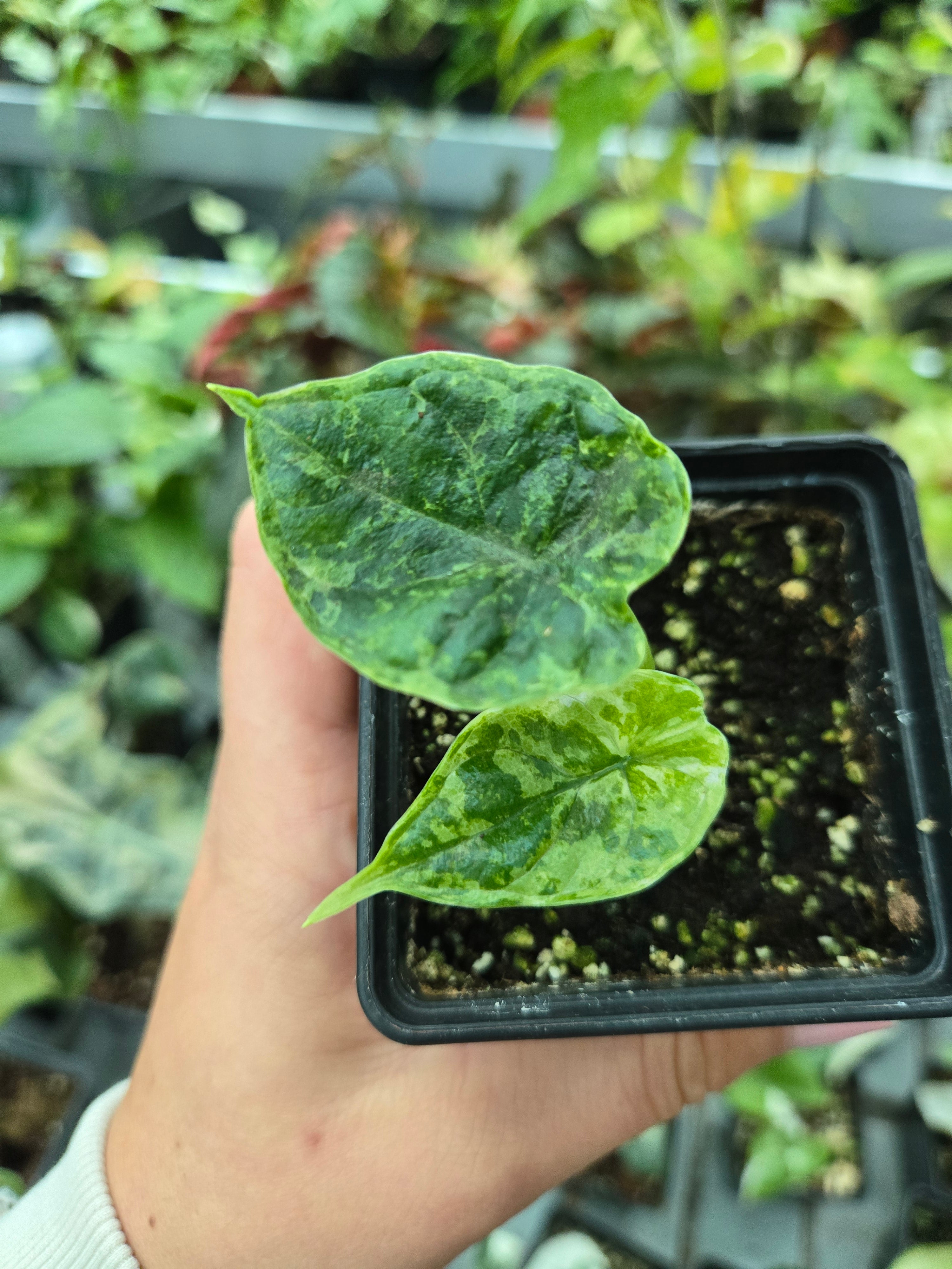 Alocasia Dragon Scale Marble