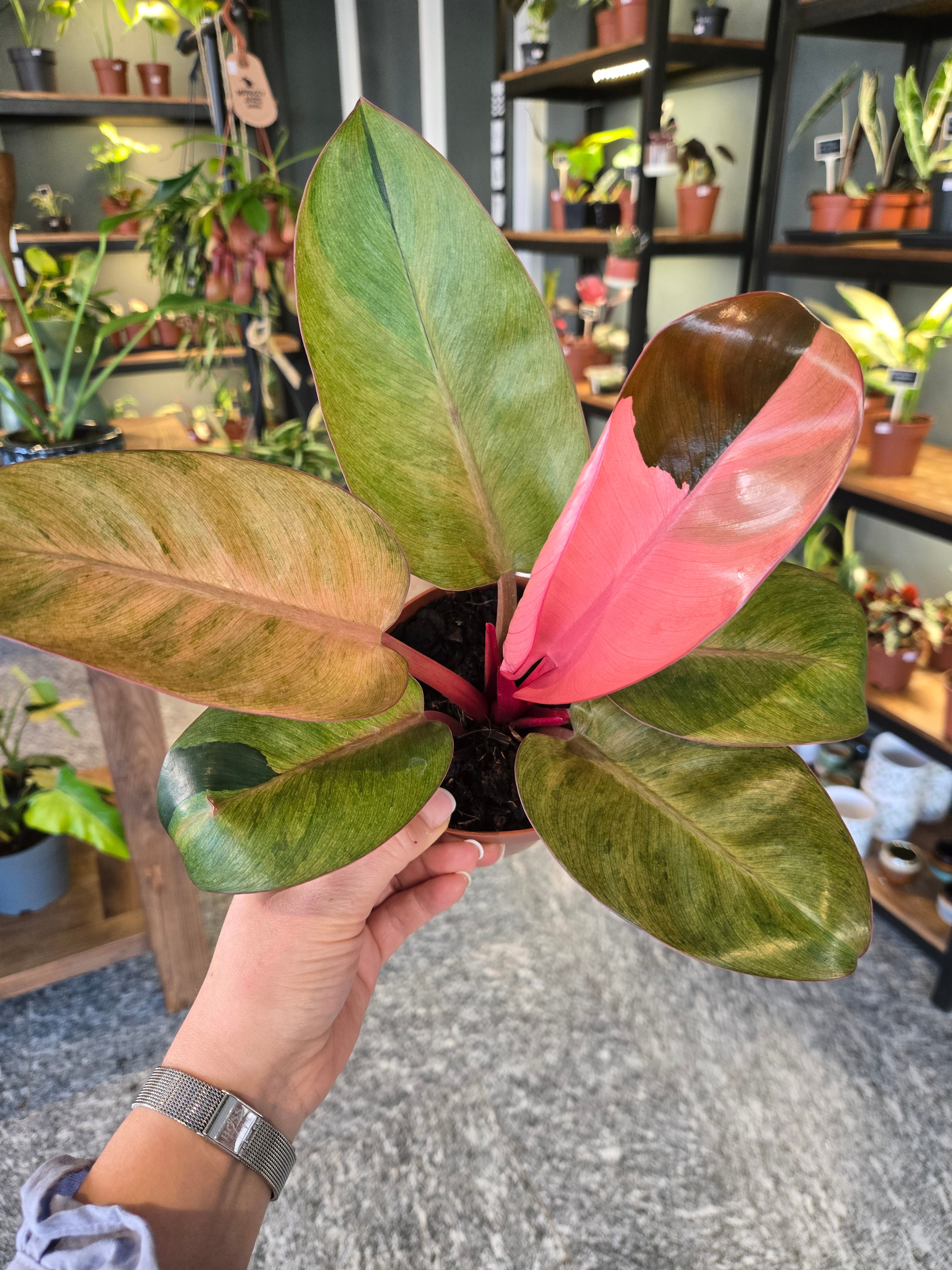 Philodendron Red Congo Mint