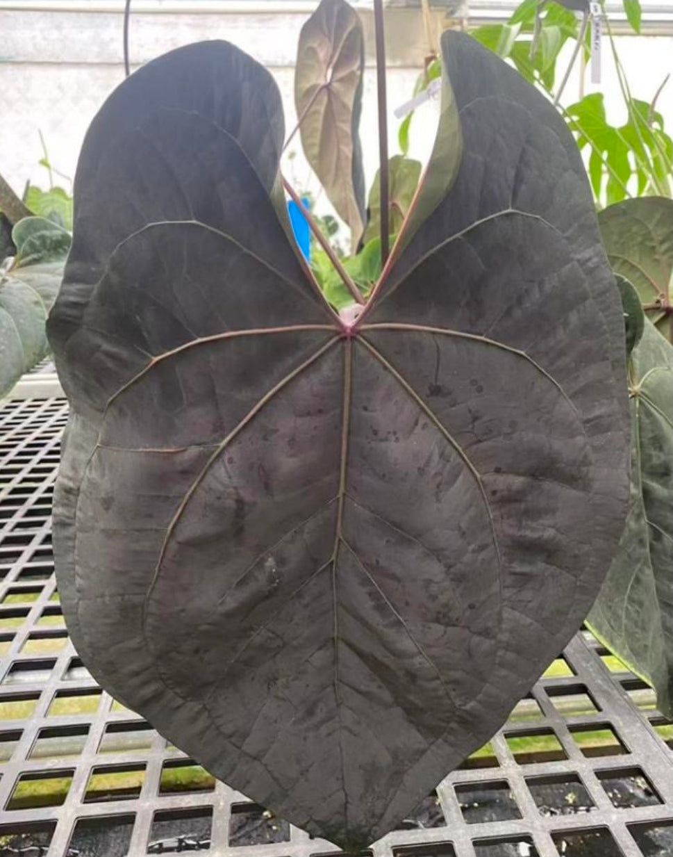 Anthurium FS z Dark Phoenix -TC