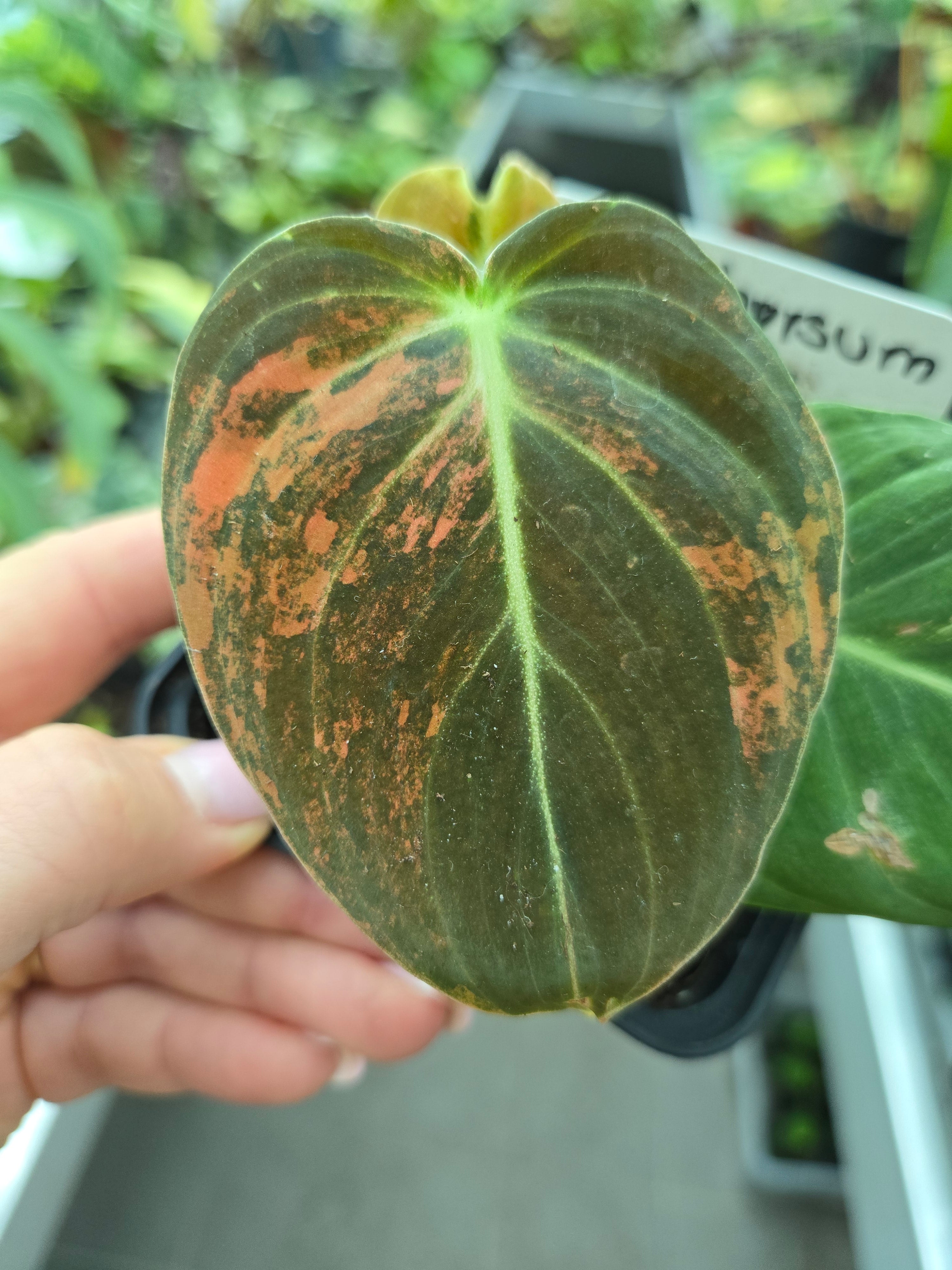 Philodendron Melanchyrsum Orange