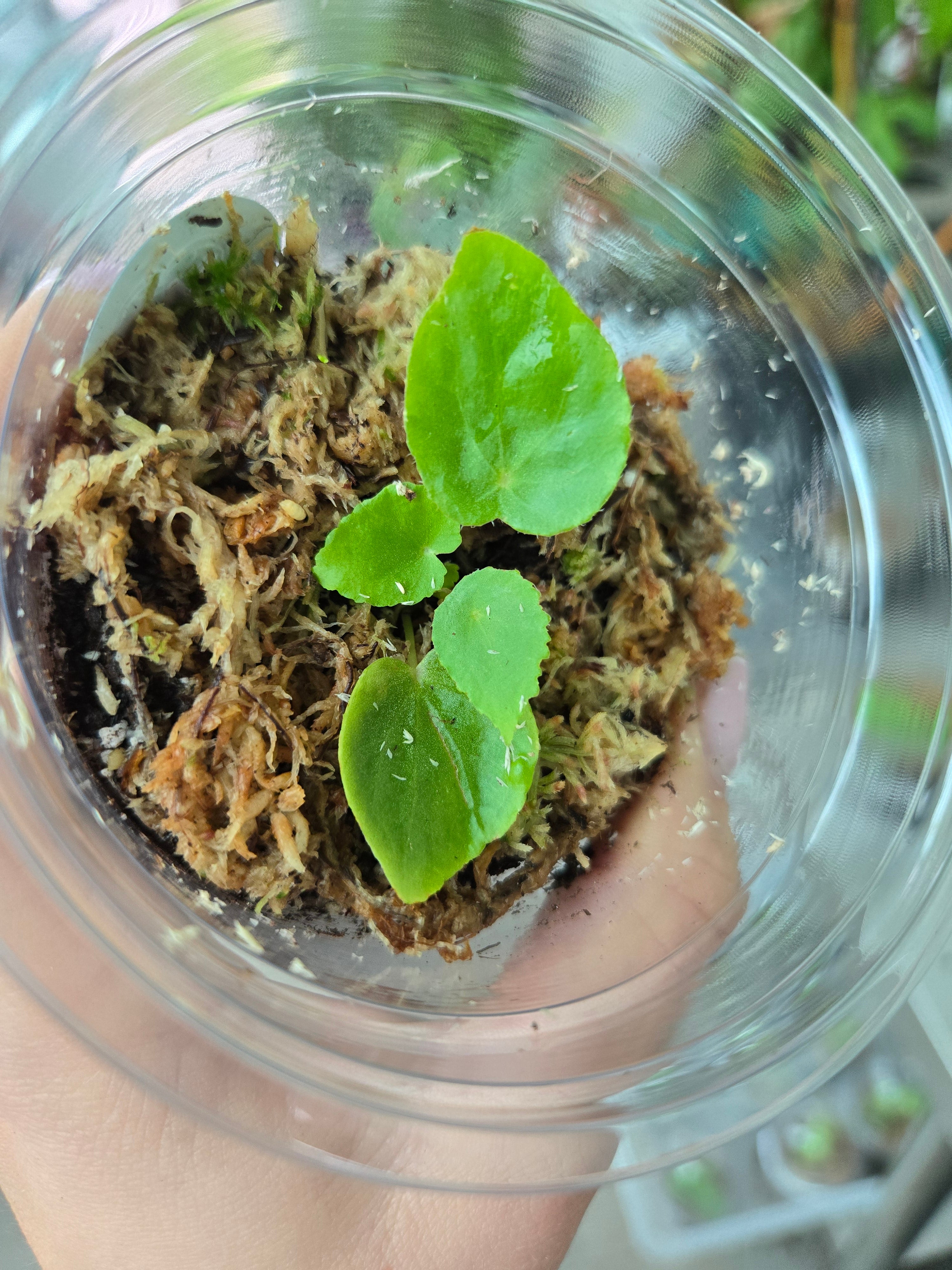 Begonia Phutoensis