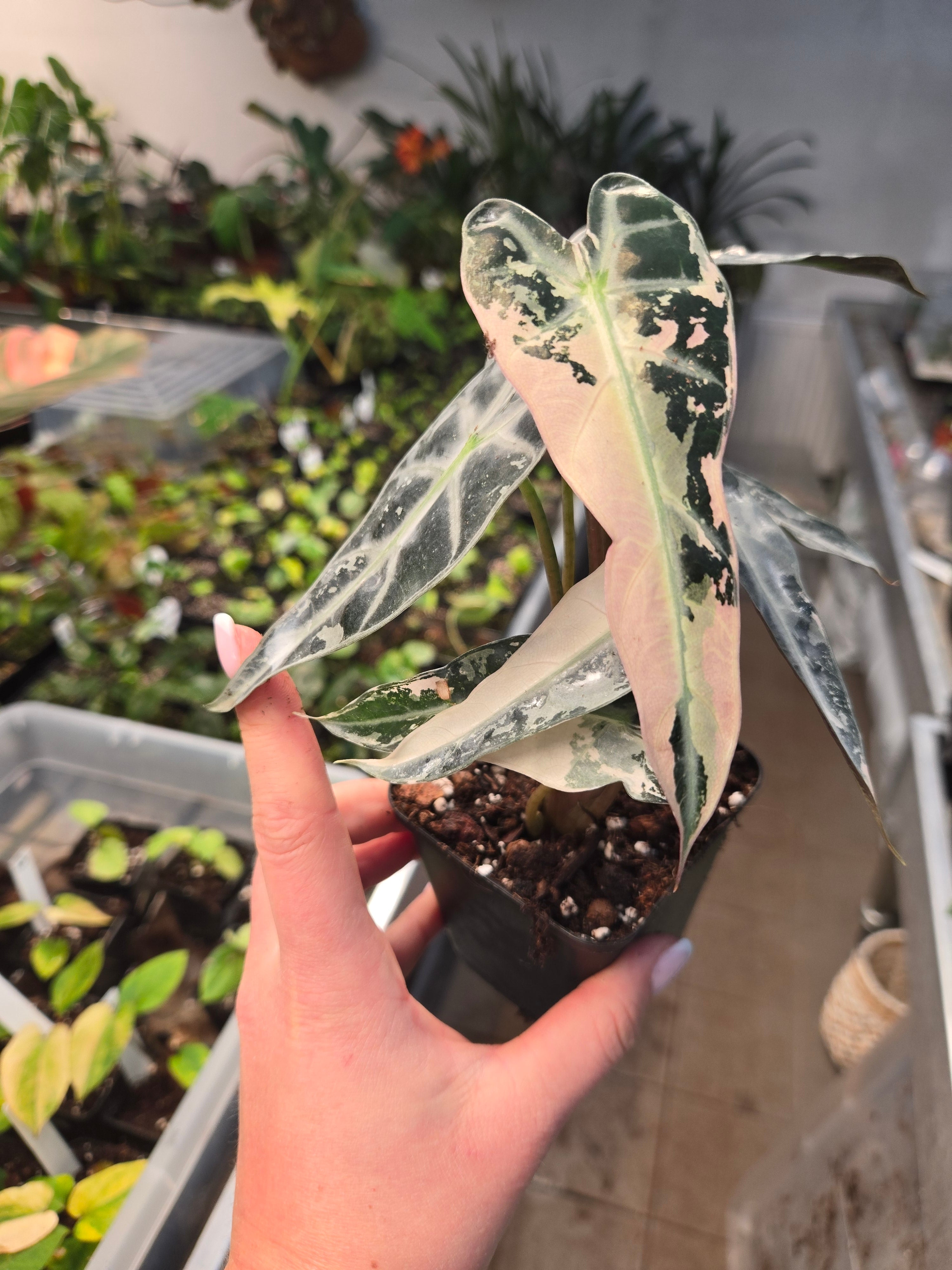Alocasia Bambino Pink
