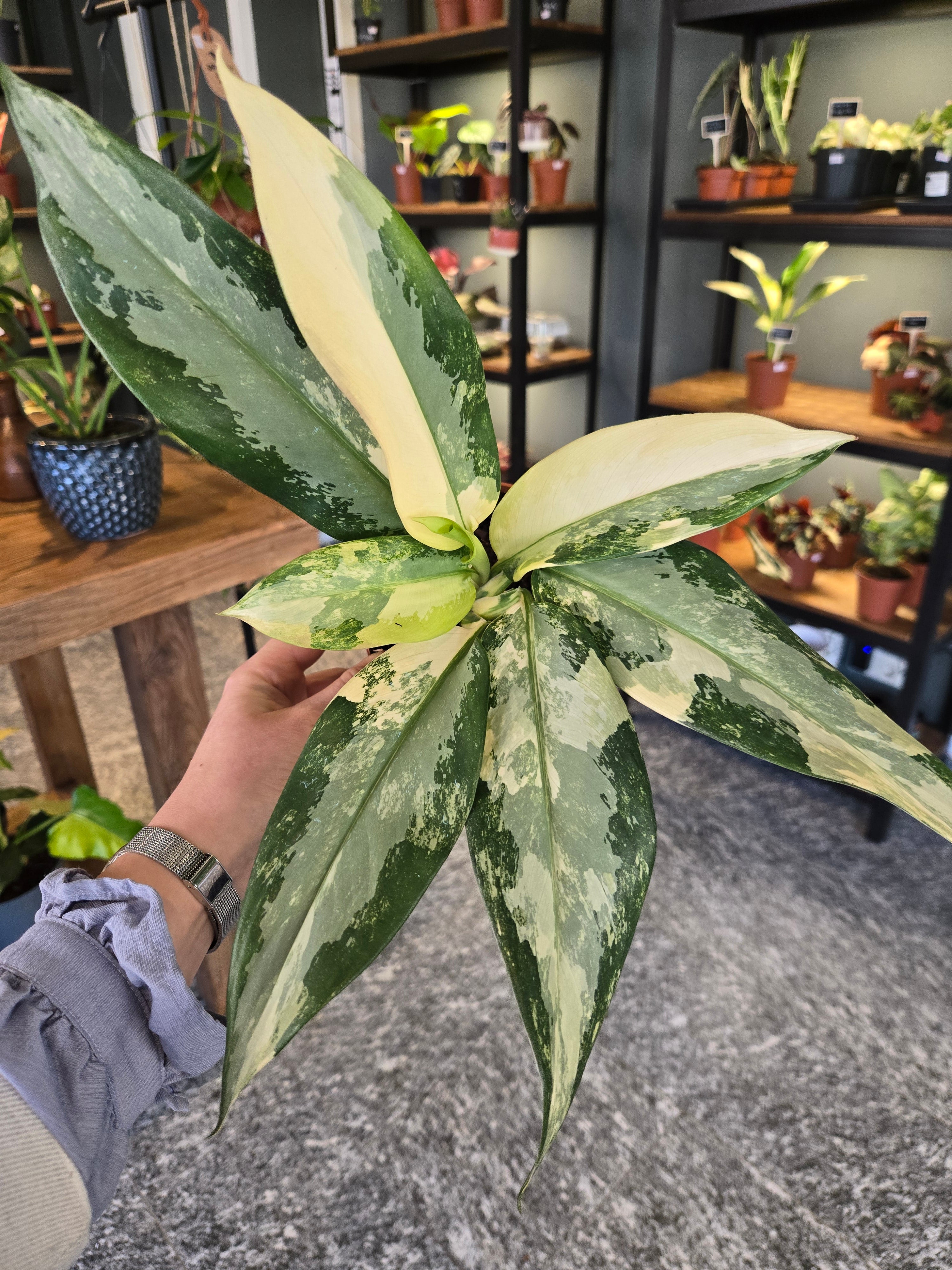 Aglaonema Suvamabhumi Variegata