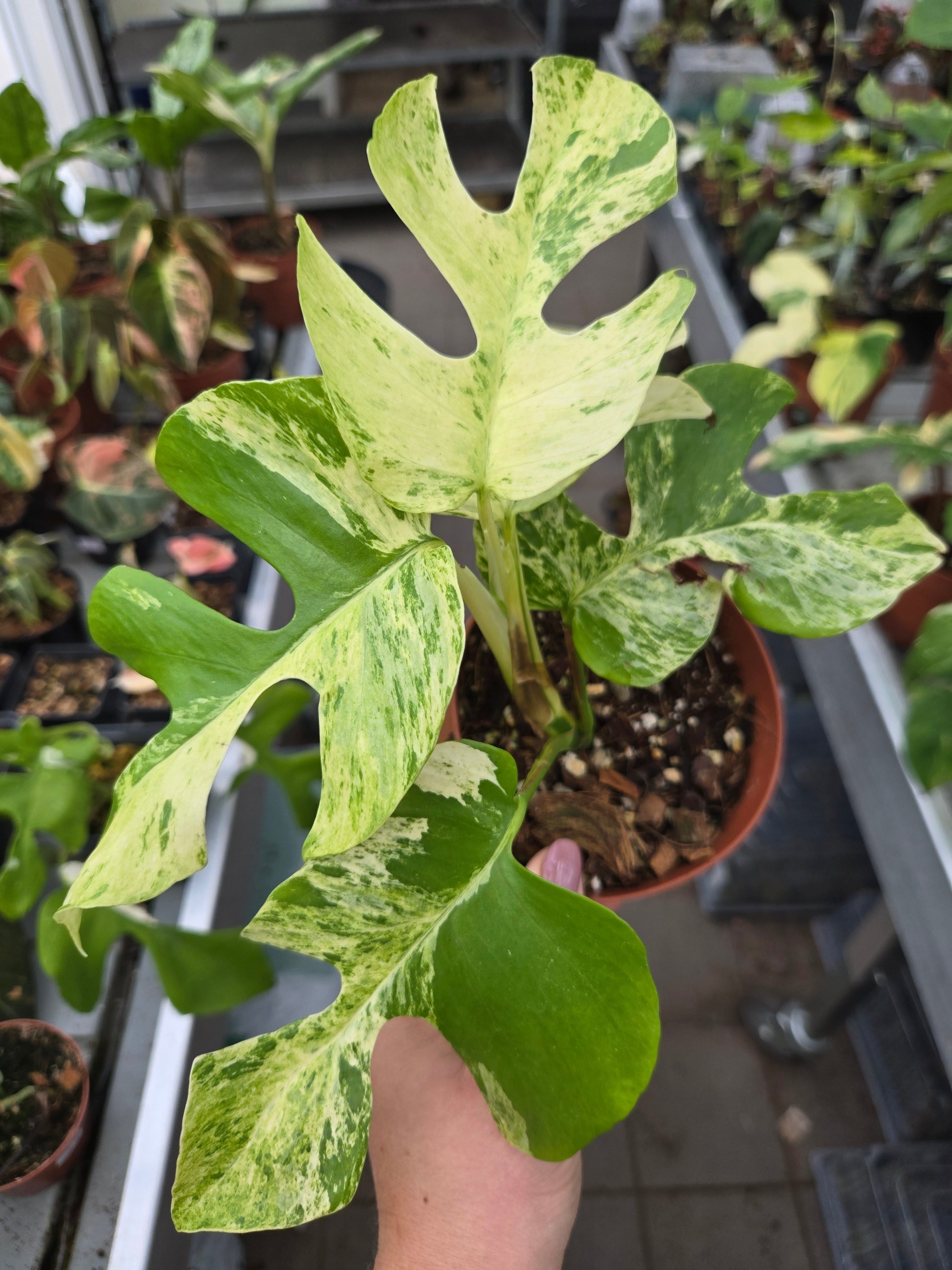 Rhaphidophora tetrasperma Miracle