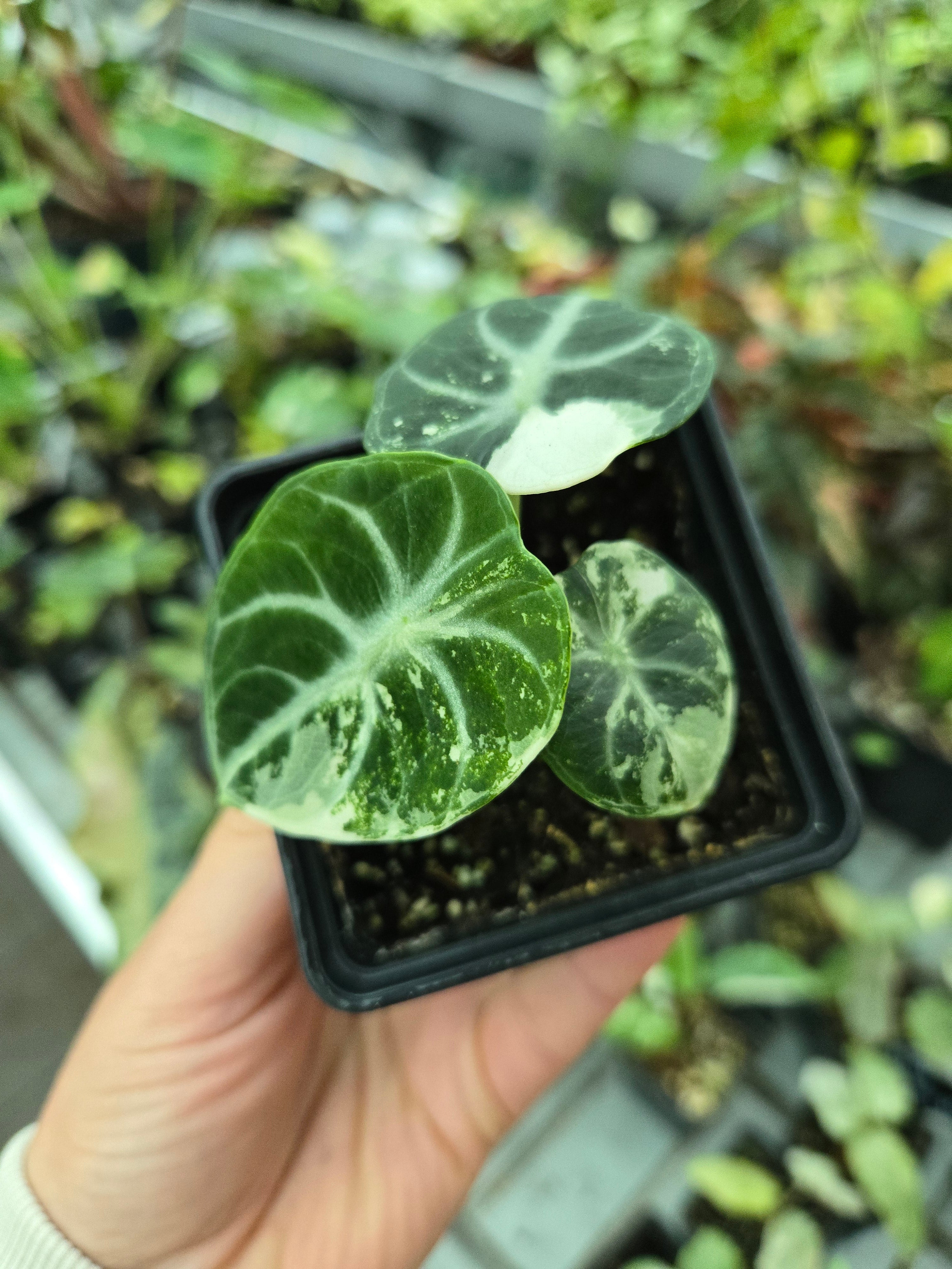 Alocasia Ninja Albo