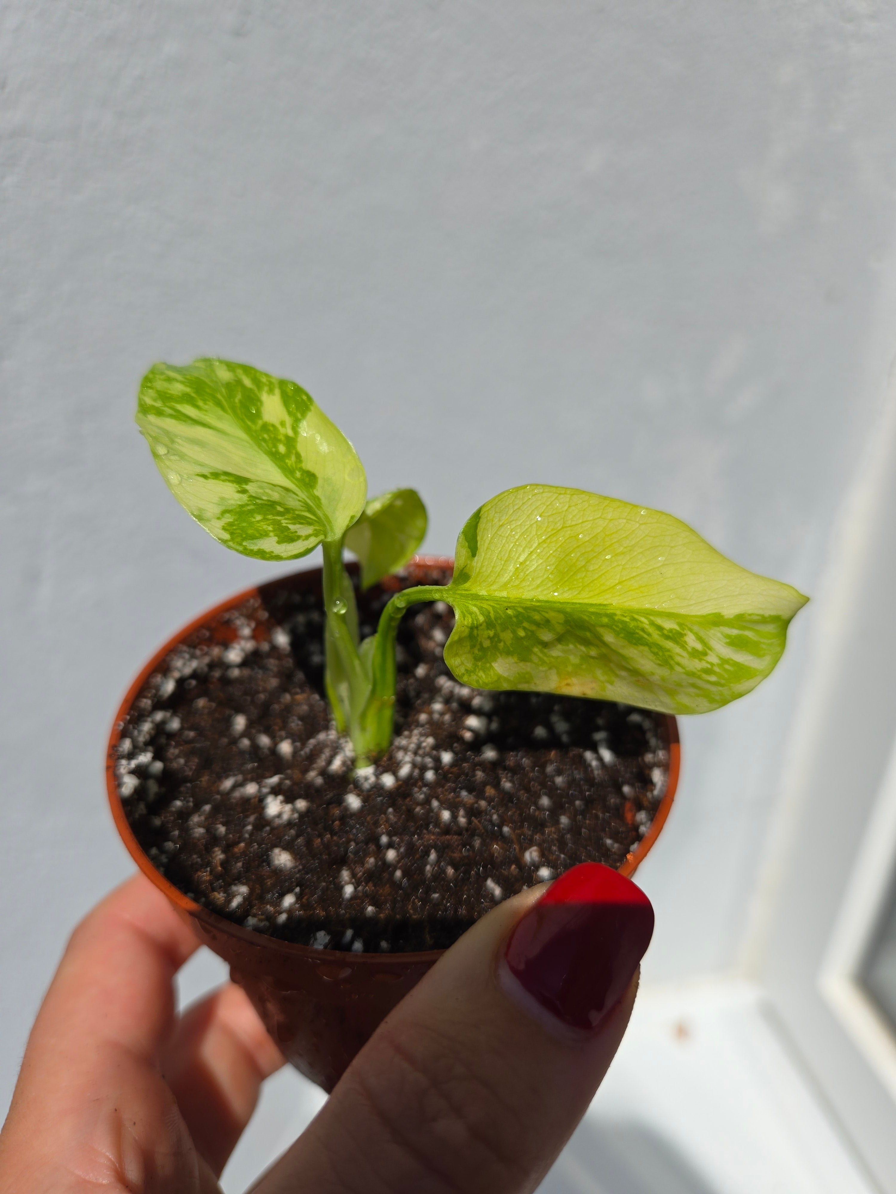 Monstera Electrolight
