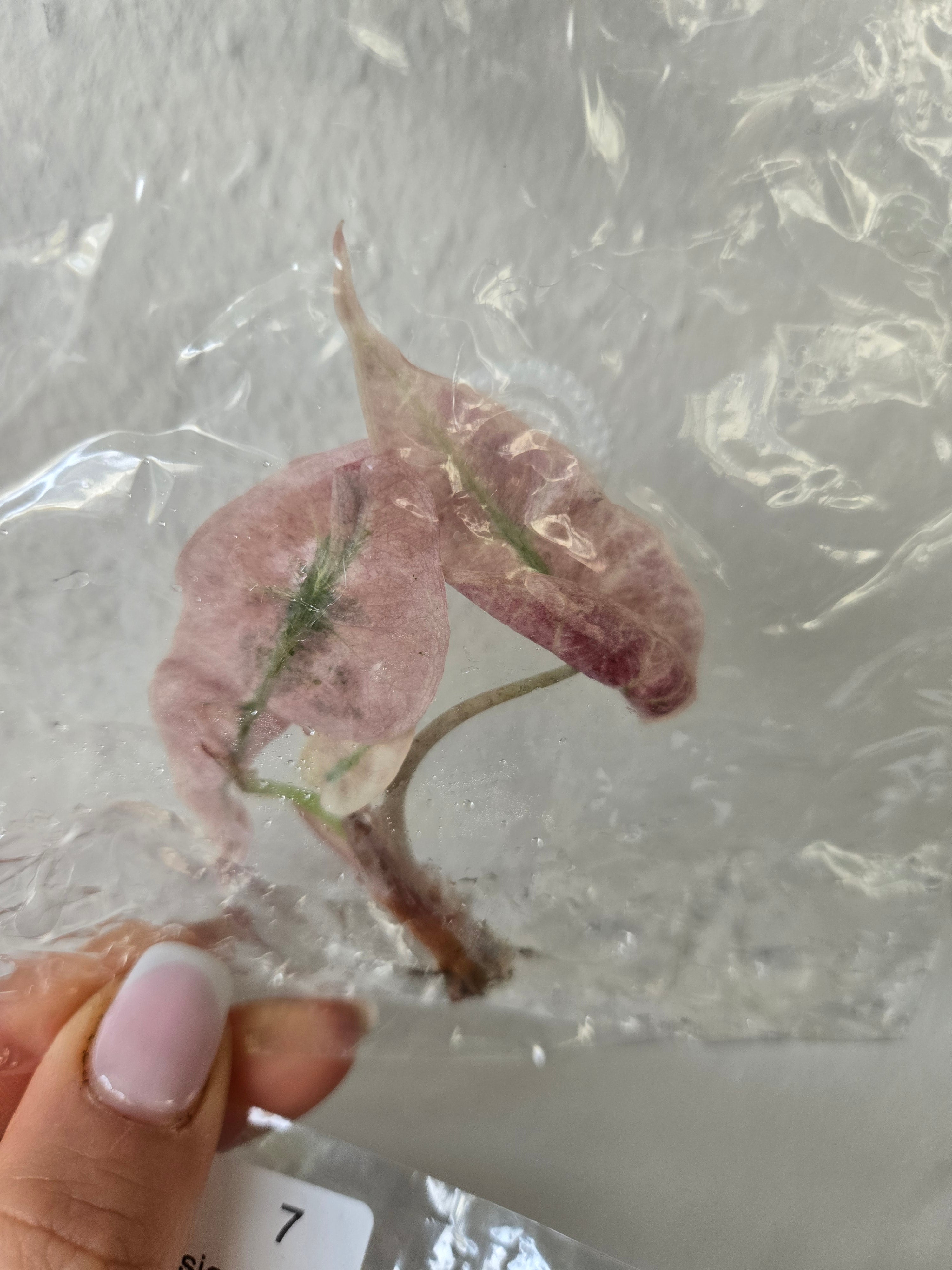 Alocasia Polly Pink Variegata