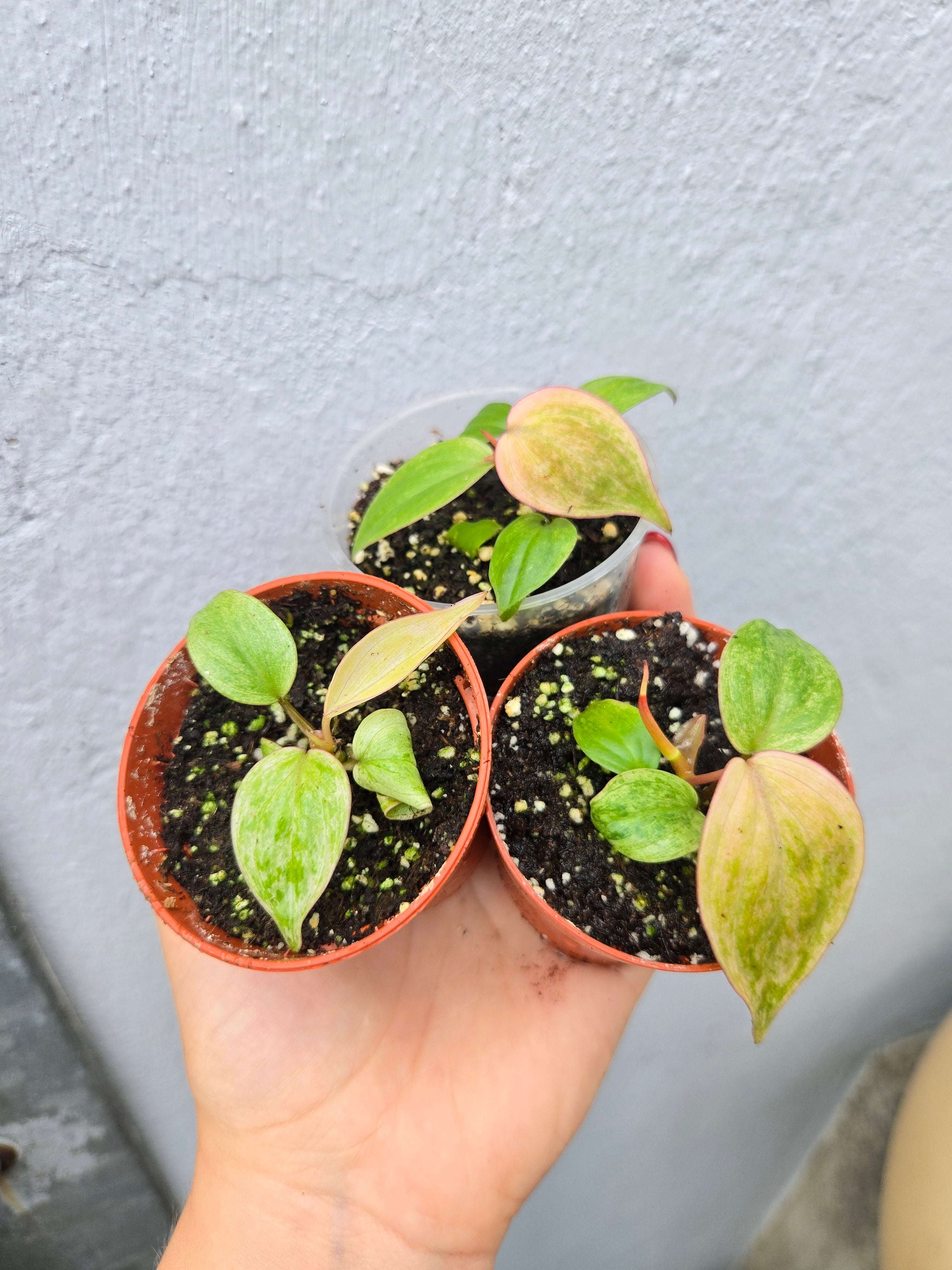 Philodendron Micans Marble Variegata