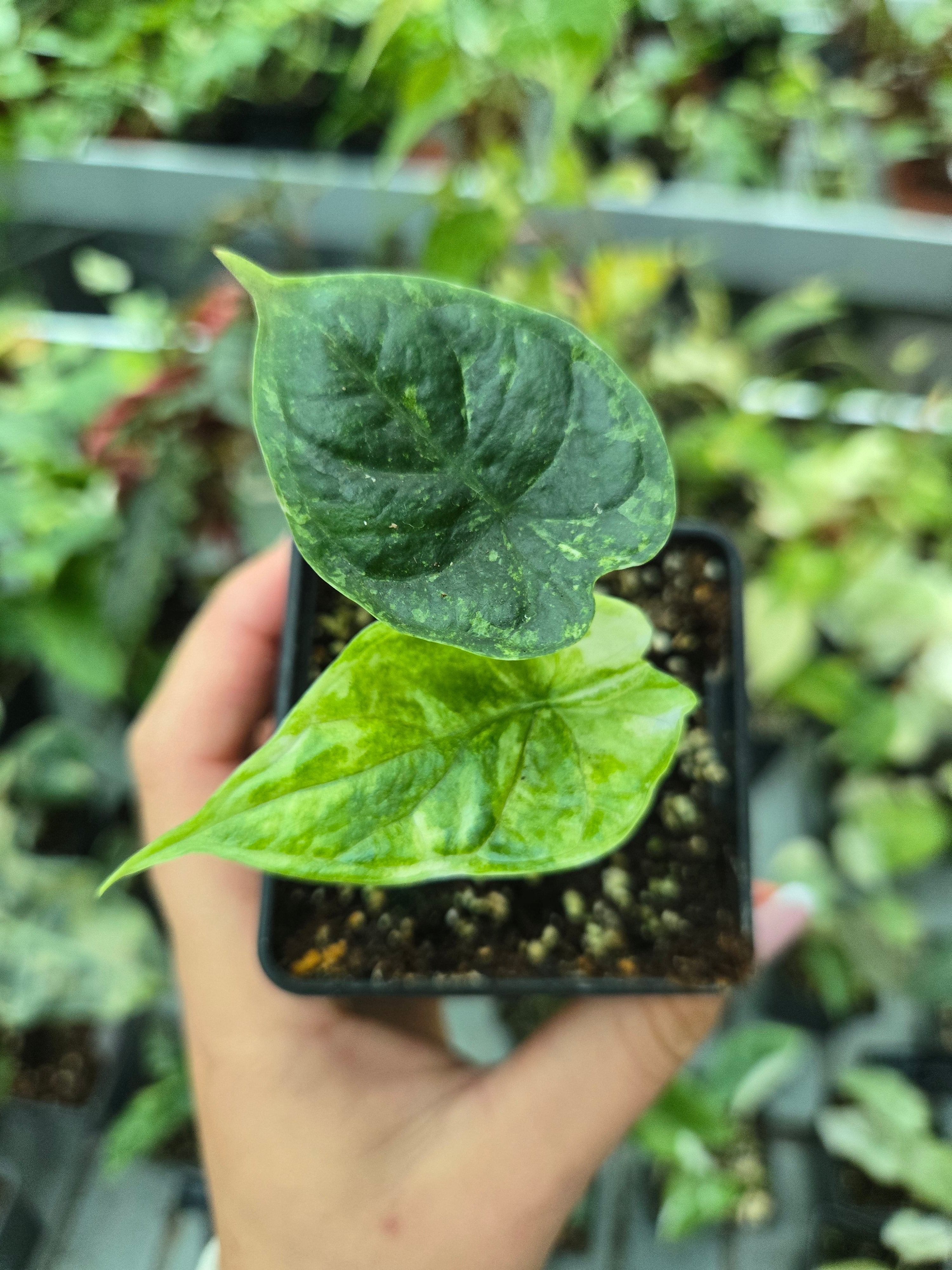 Alocasia Dragon Scale Marble