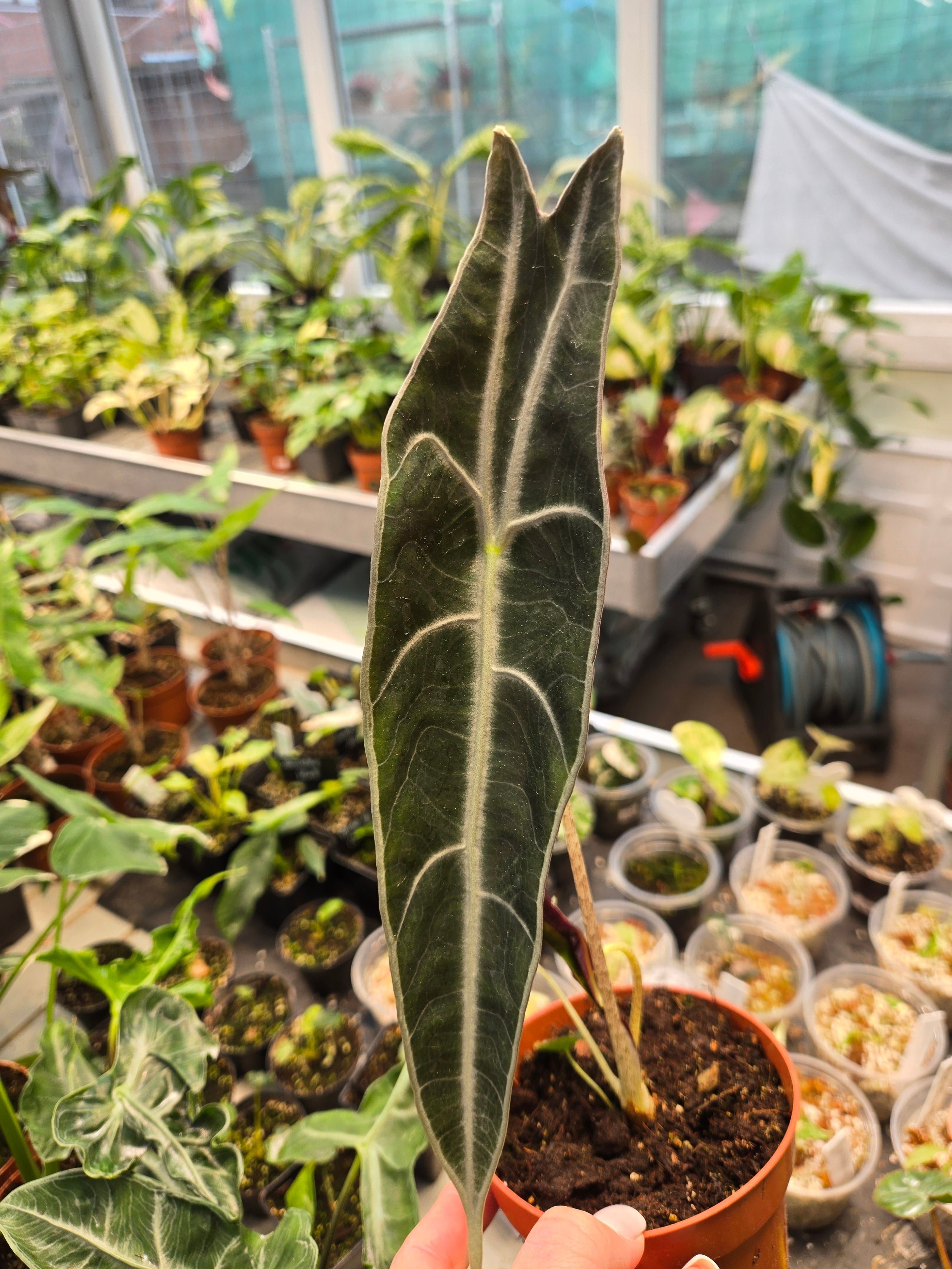Alocasia Longiloba Purple