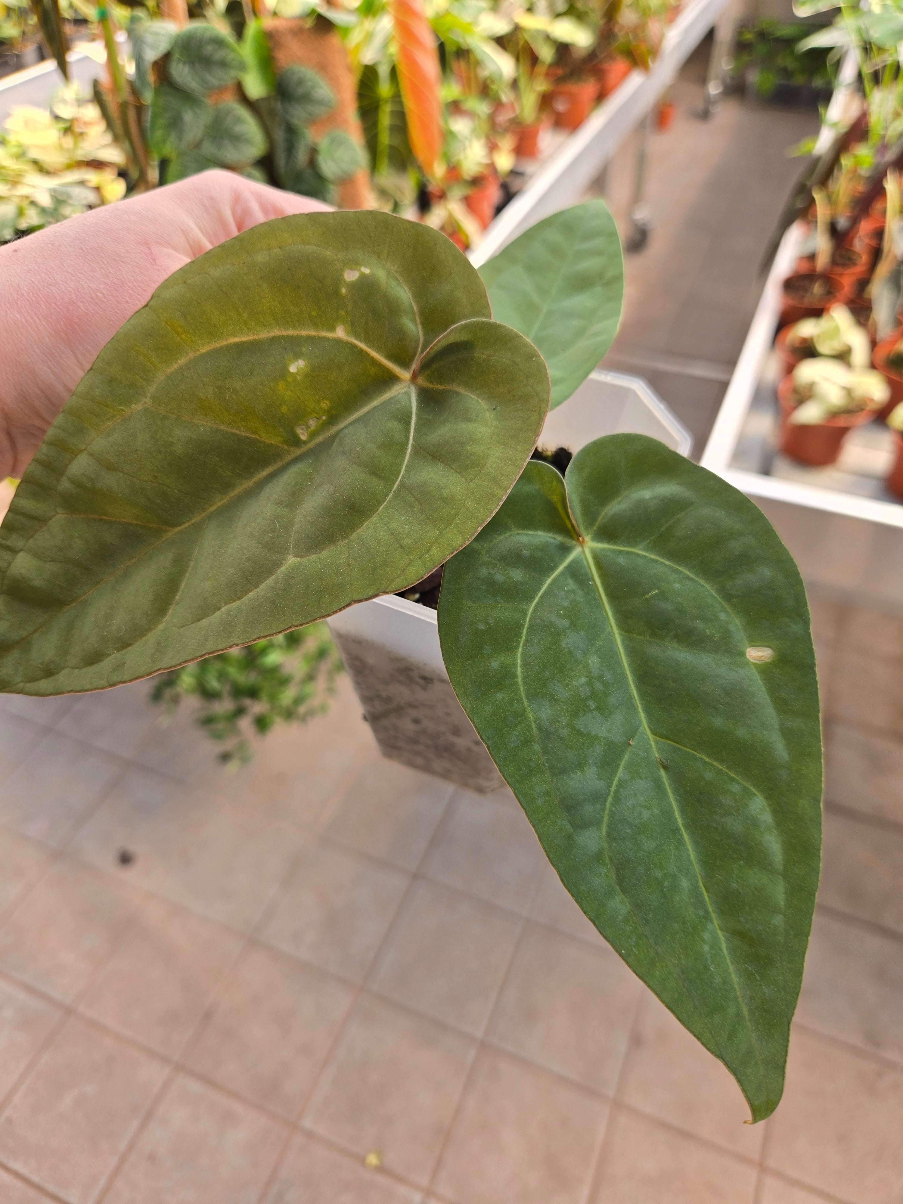 Anthurium (Black Widow x RVC) x (dress x carla)