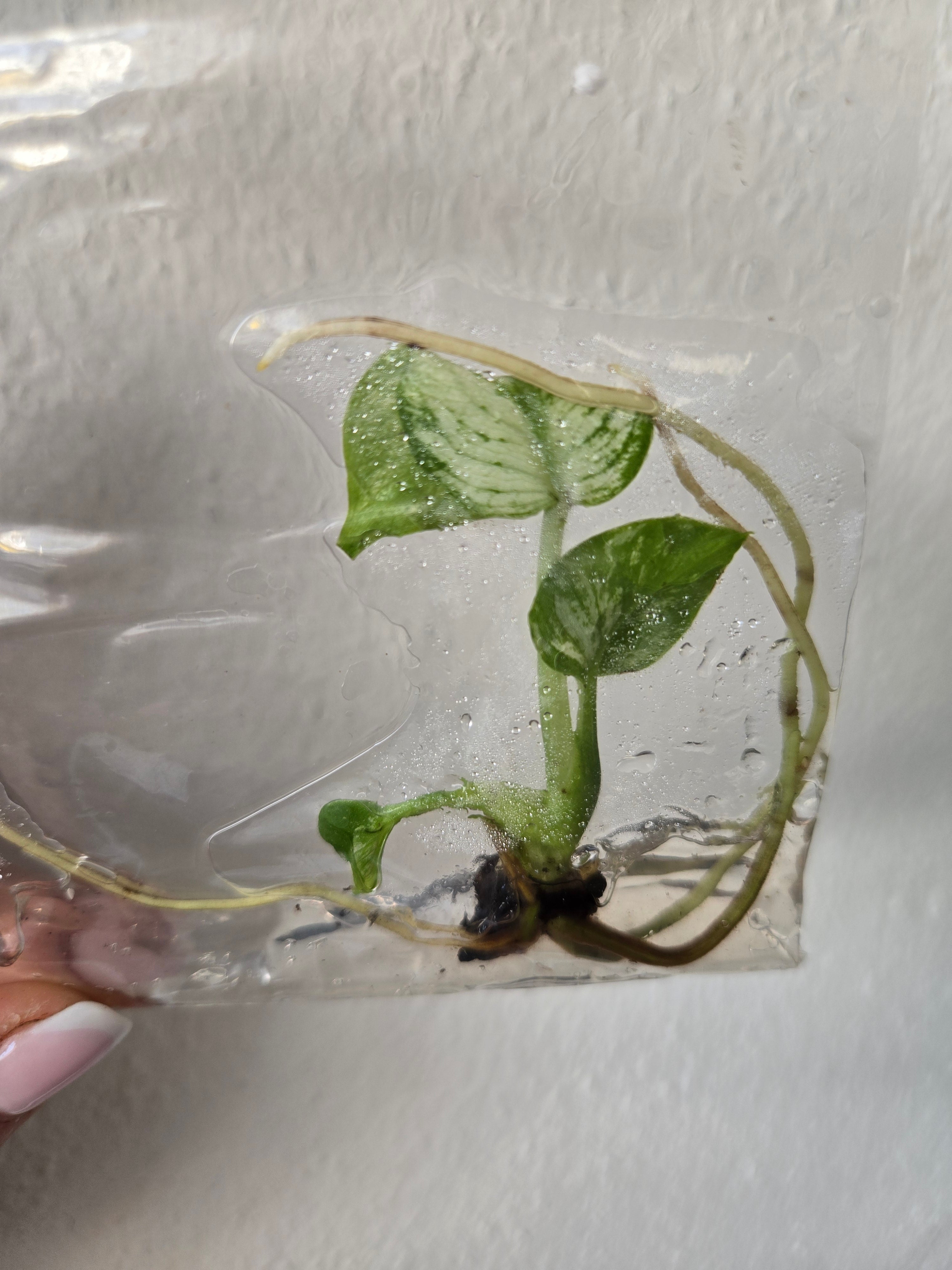 Monstera Devil Monster - TC Tissue Culture