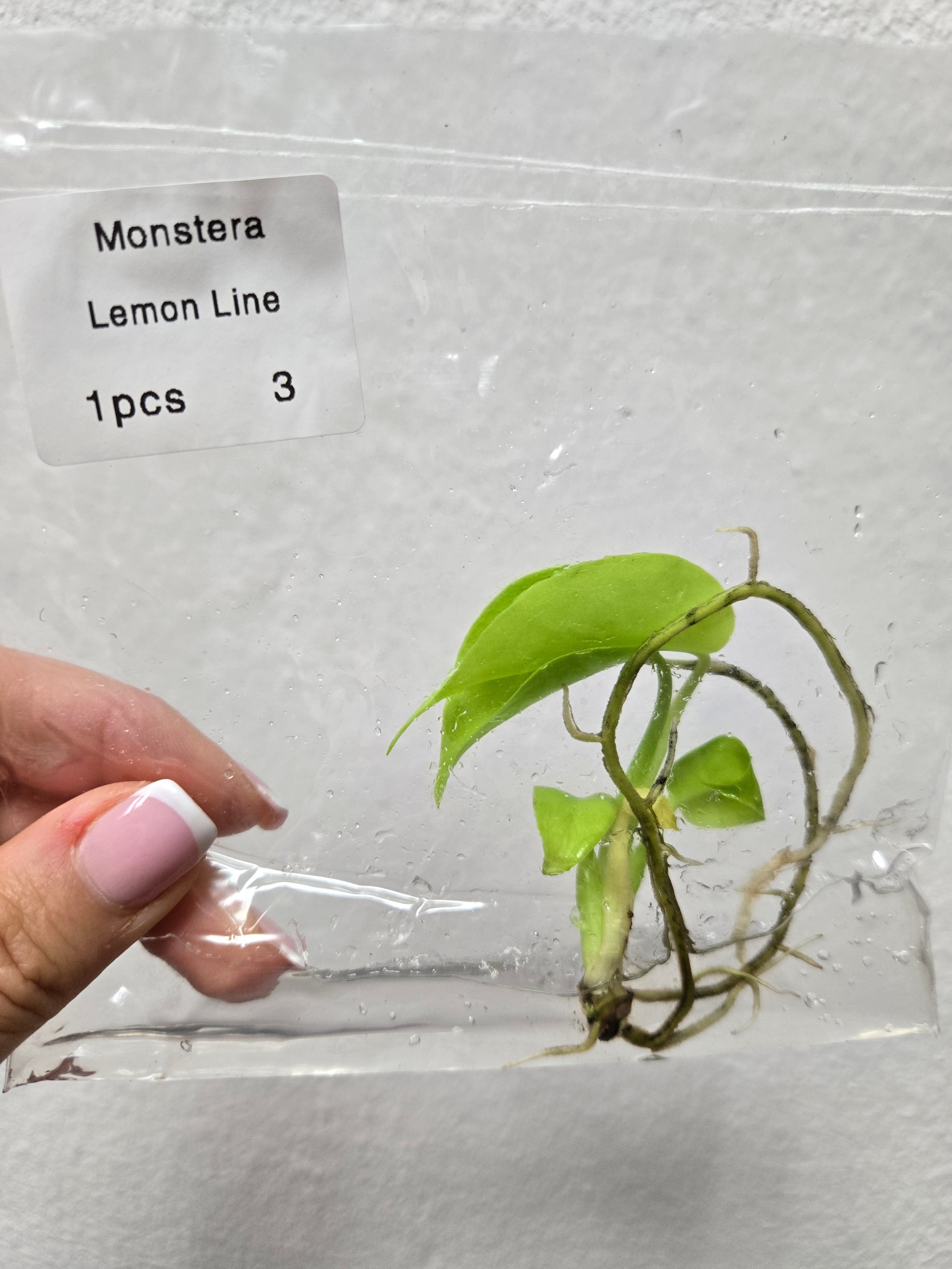 Monstera Lemon Lime - TC