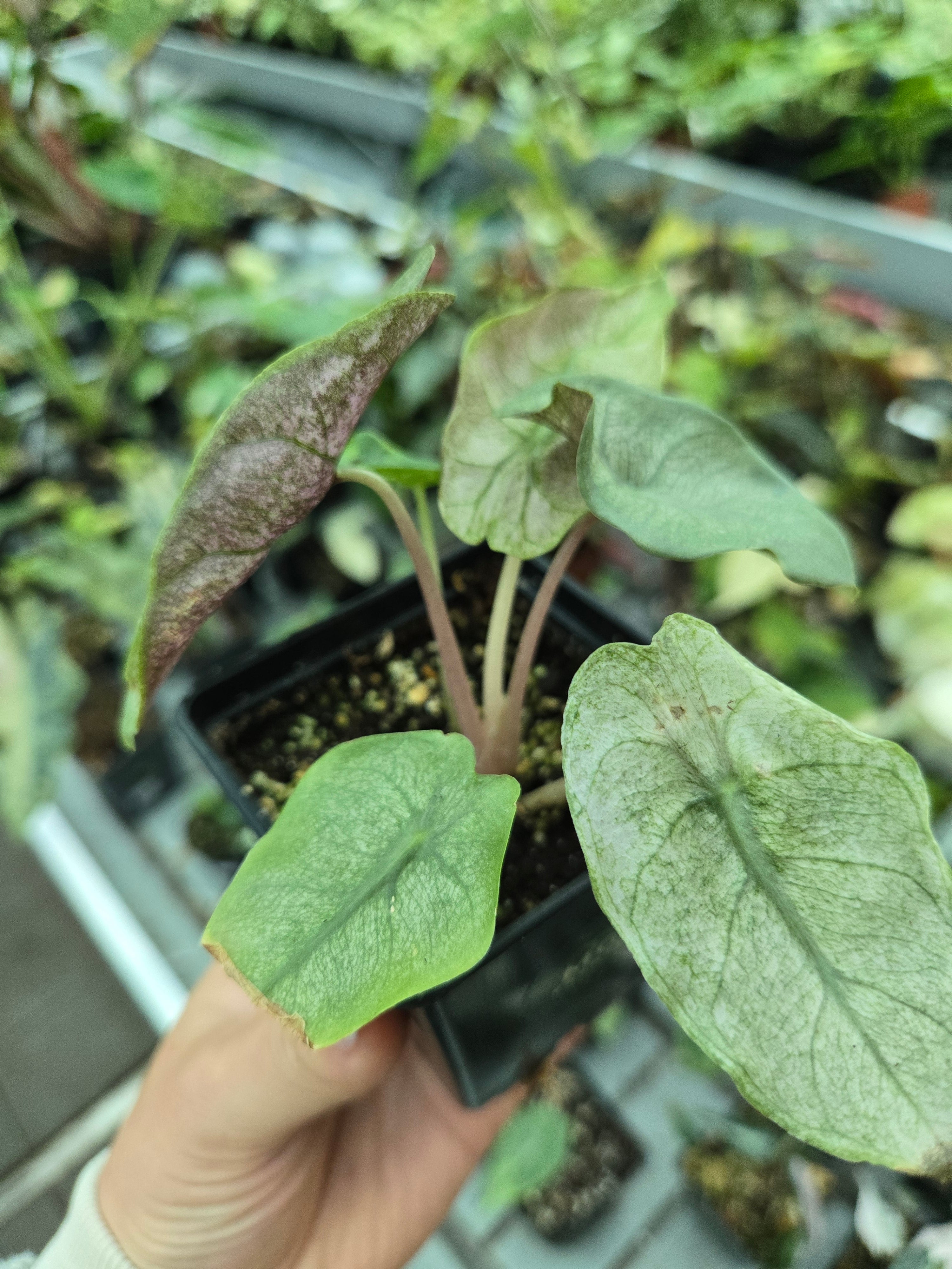 Alocasia Pink Dragon Variegata