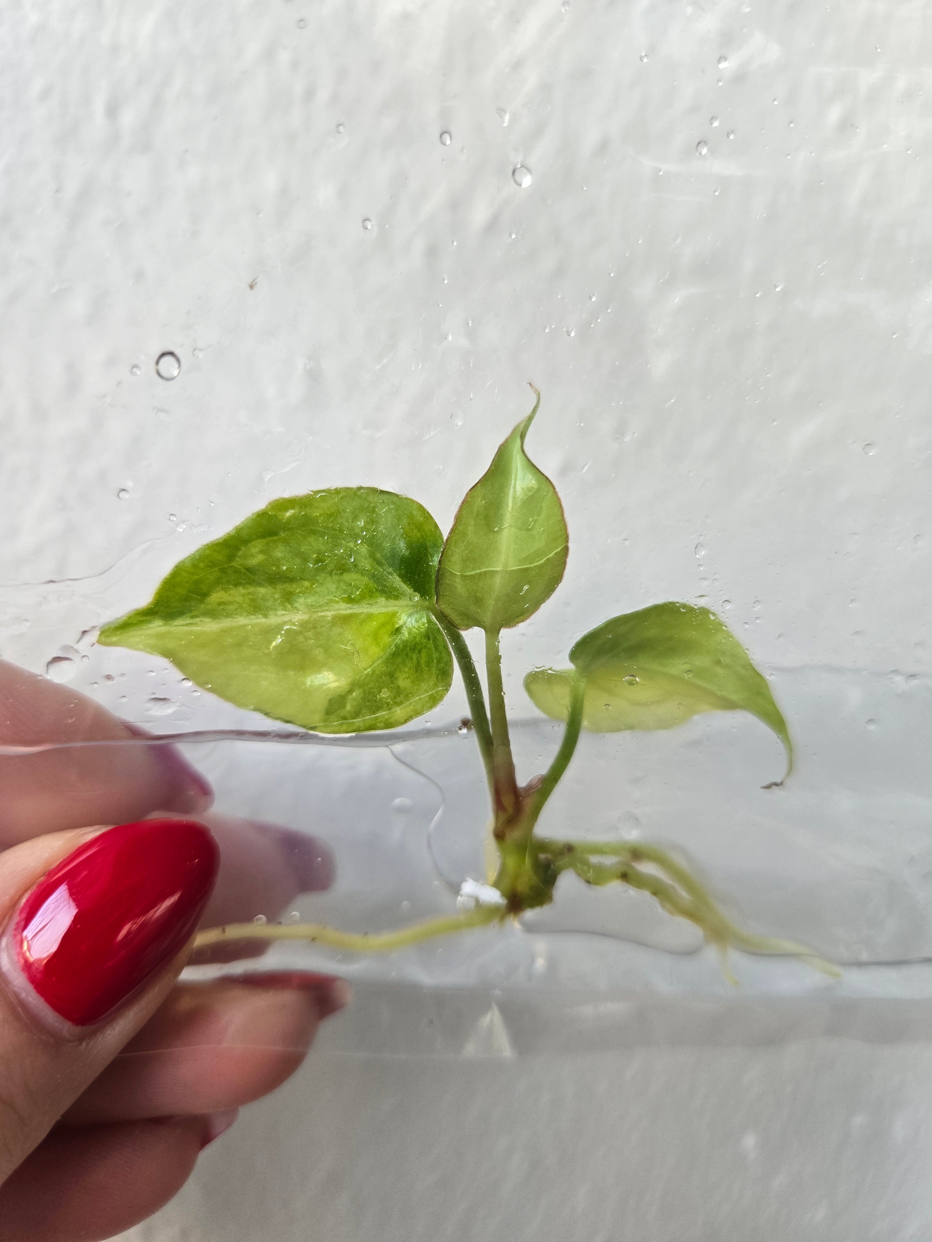Anthurium Crystallinum Variegata -TC- Tissue Culture