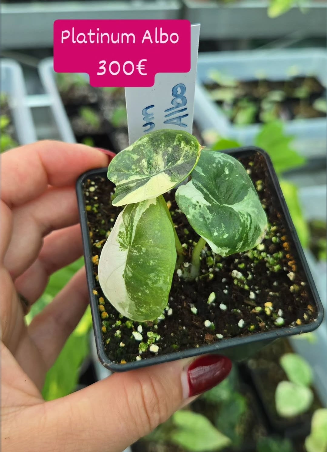 Alocasia Platinum Albo