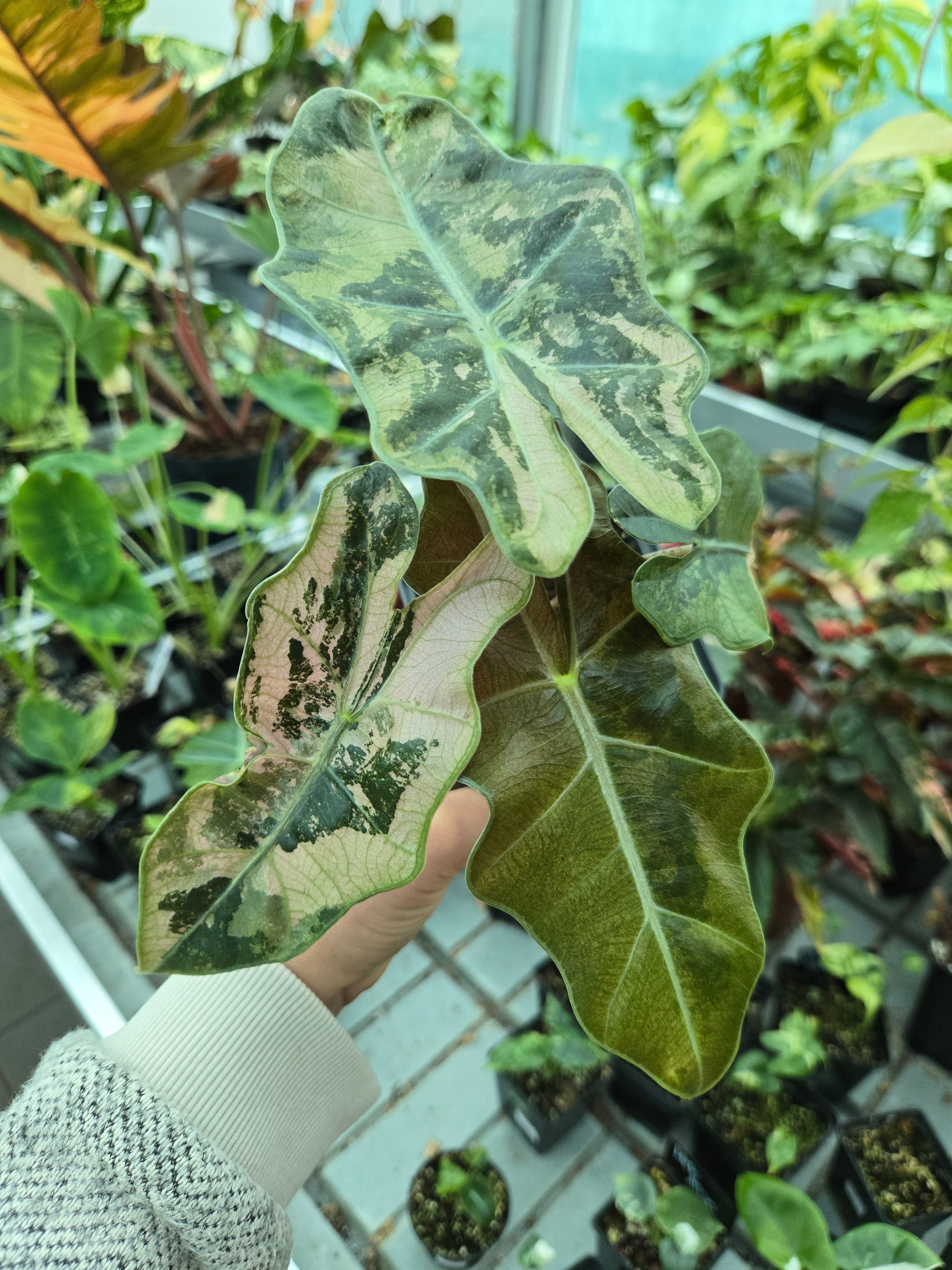Alocasia Sanderiana Pink