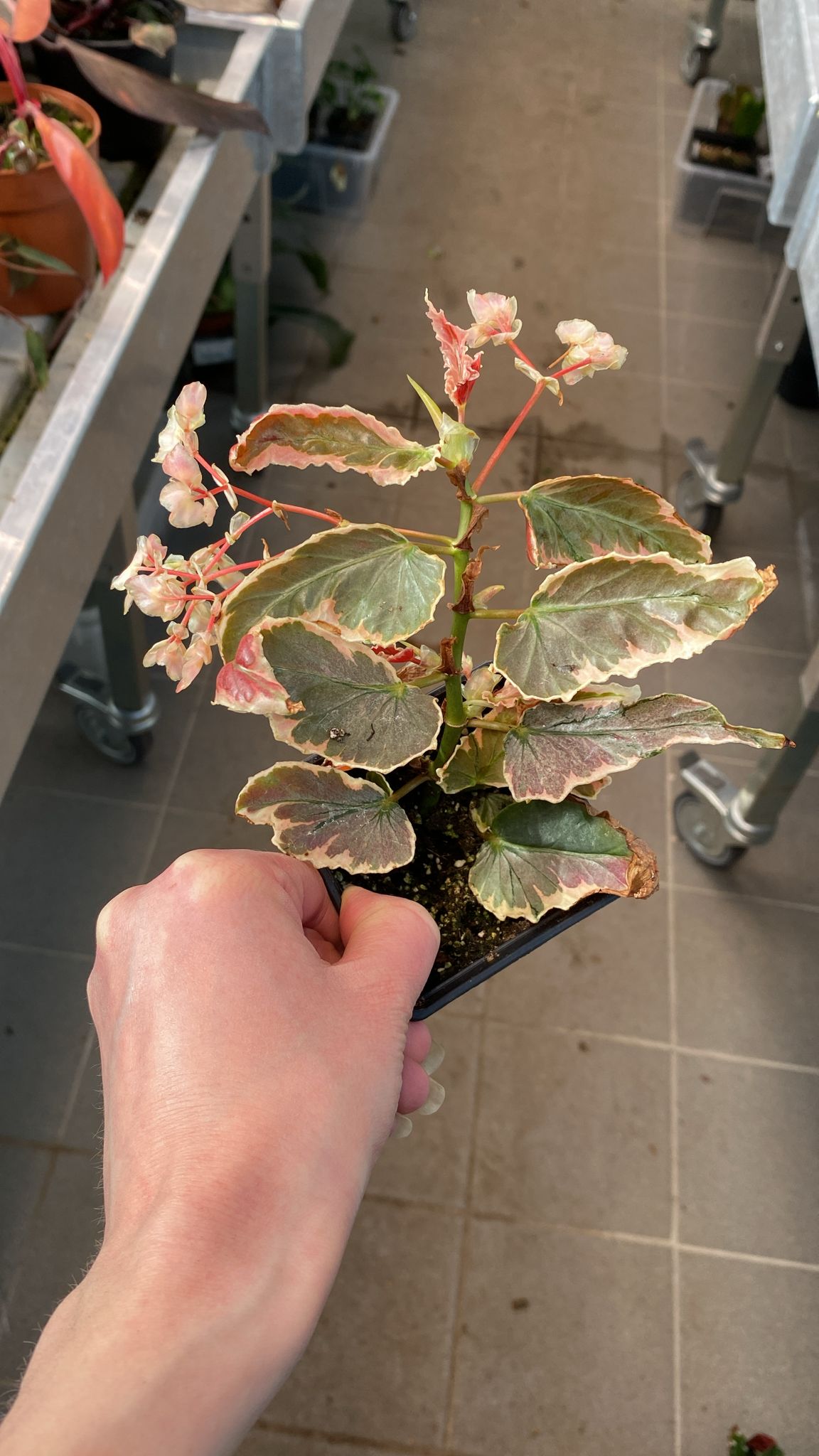 Begonia dainted sprayed