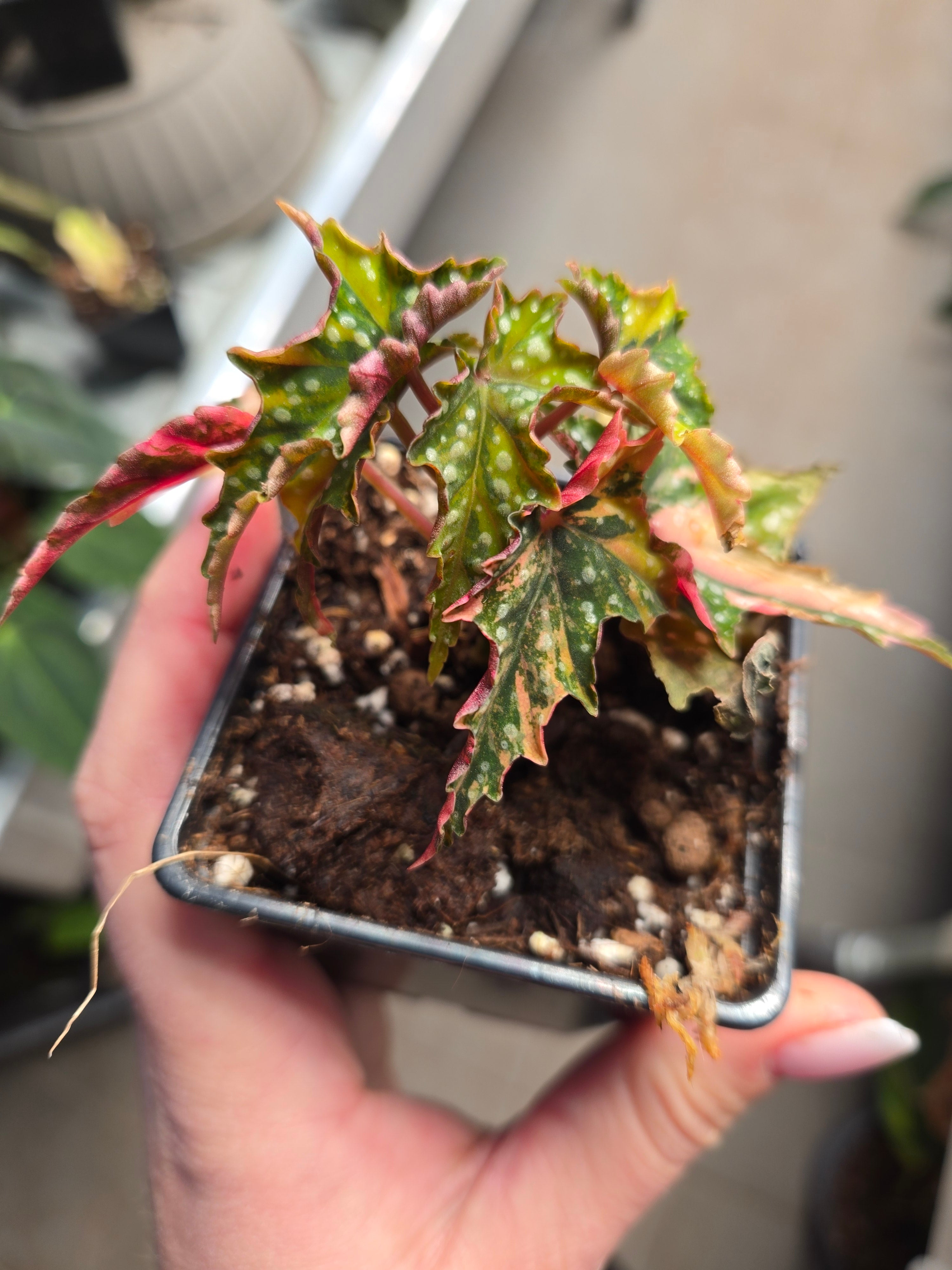 Begonia Izumo no Kiraboshi
Variegated Base