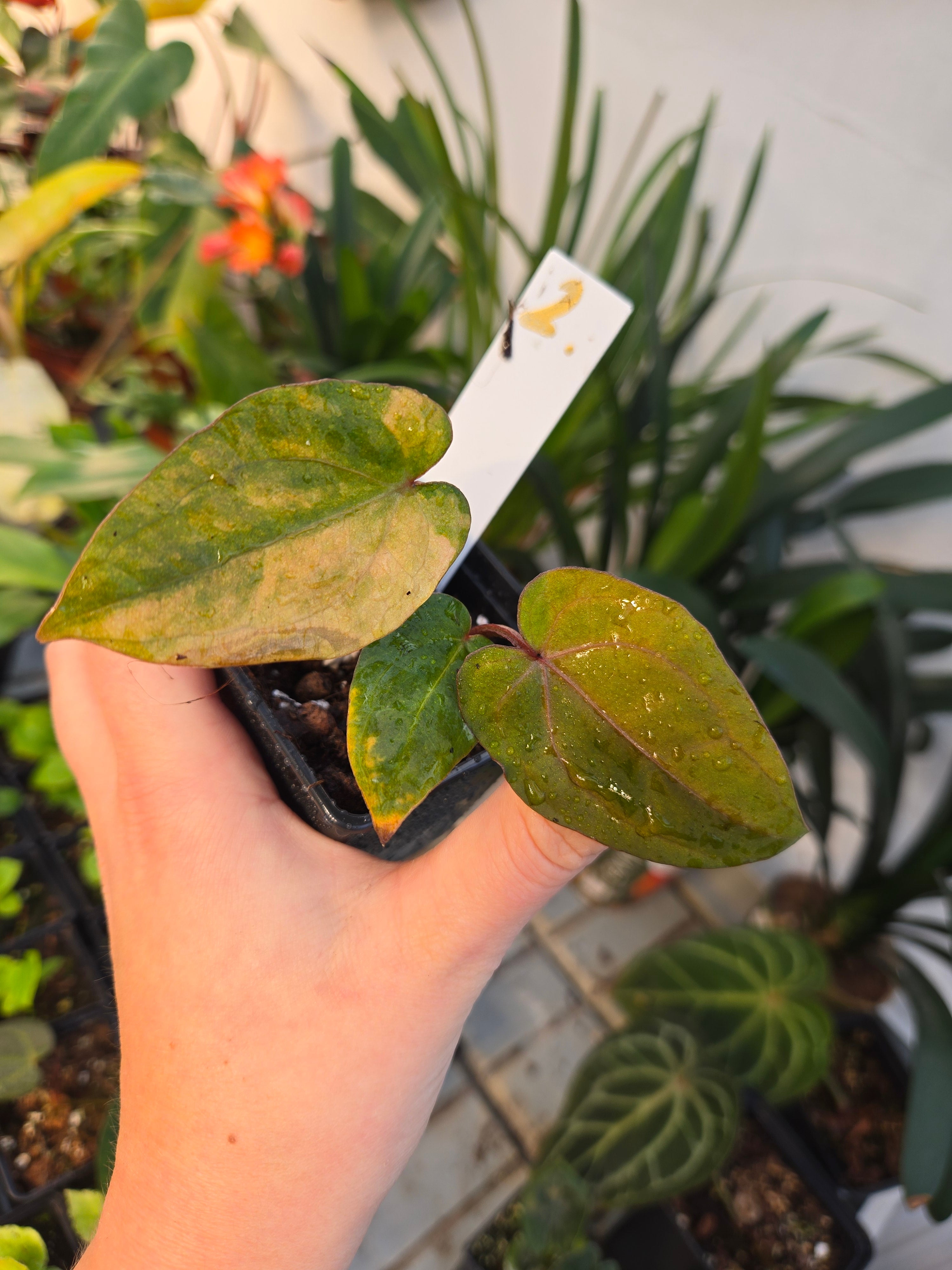 Anthurium Red Vein Dark Phönix Variegata RVDP