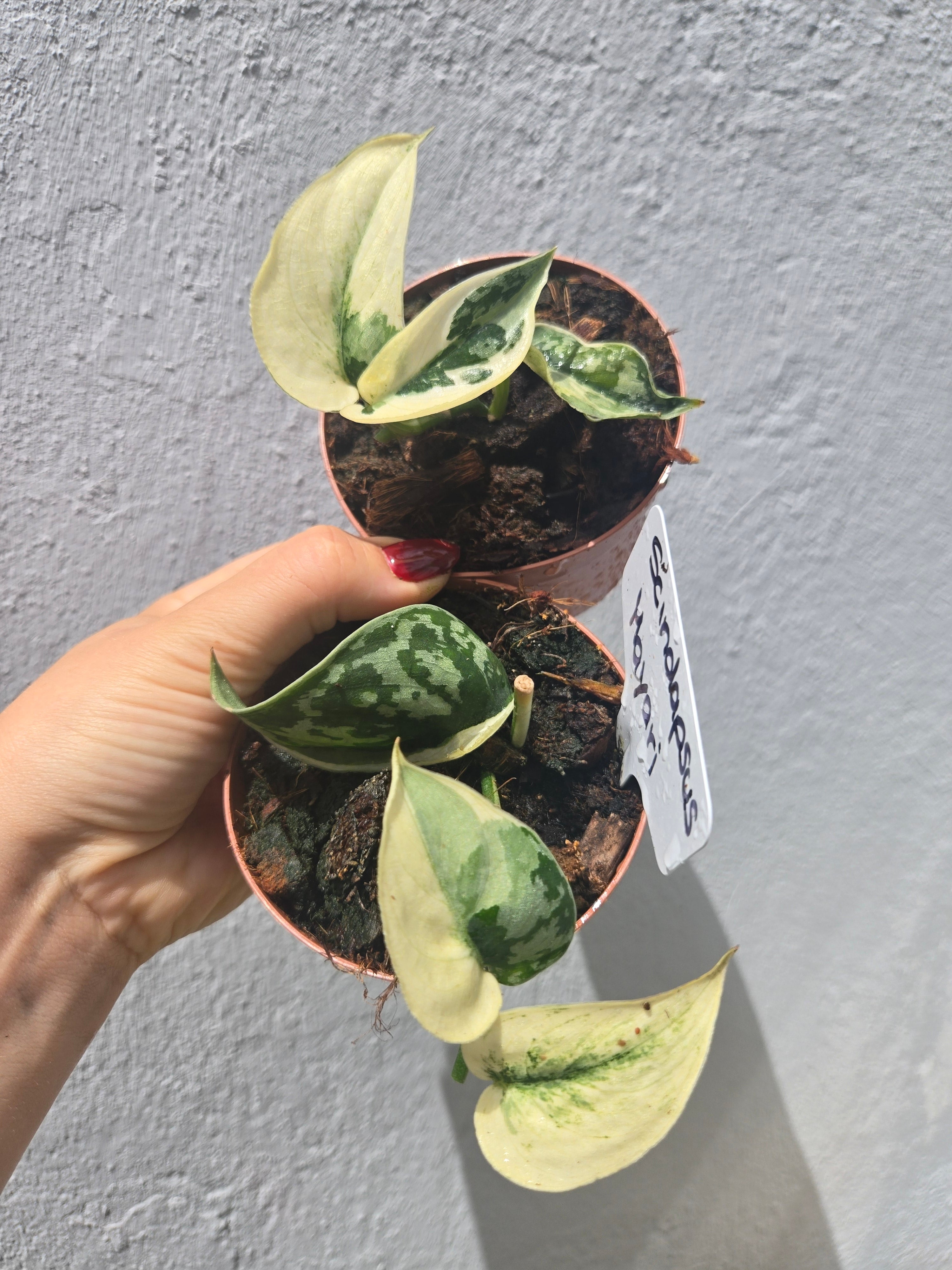 Scindapsus Mayari Variegata