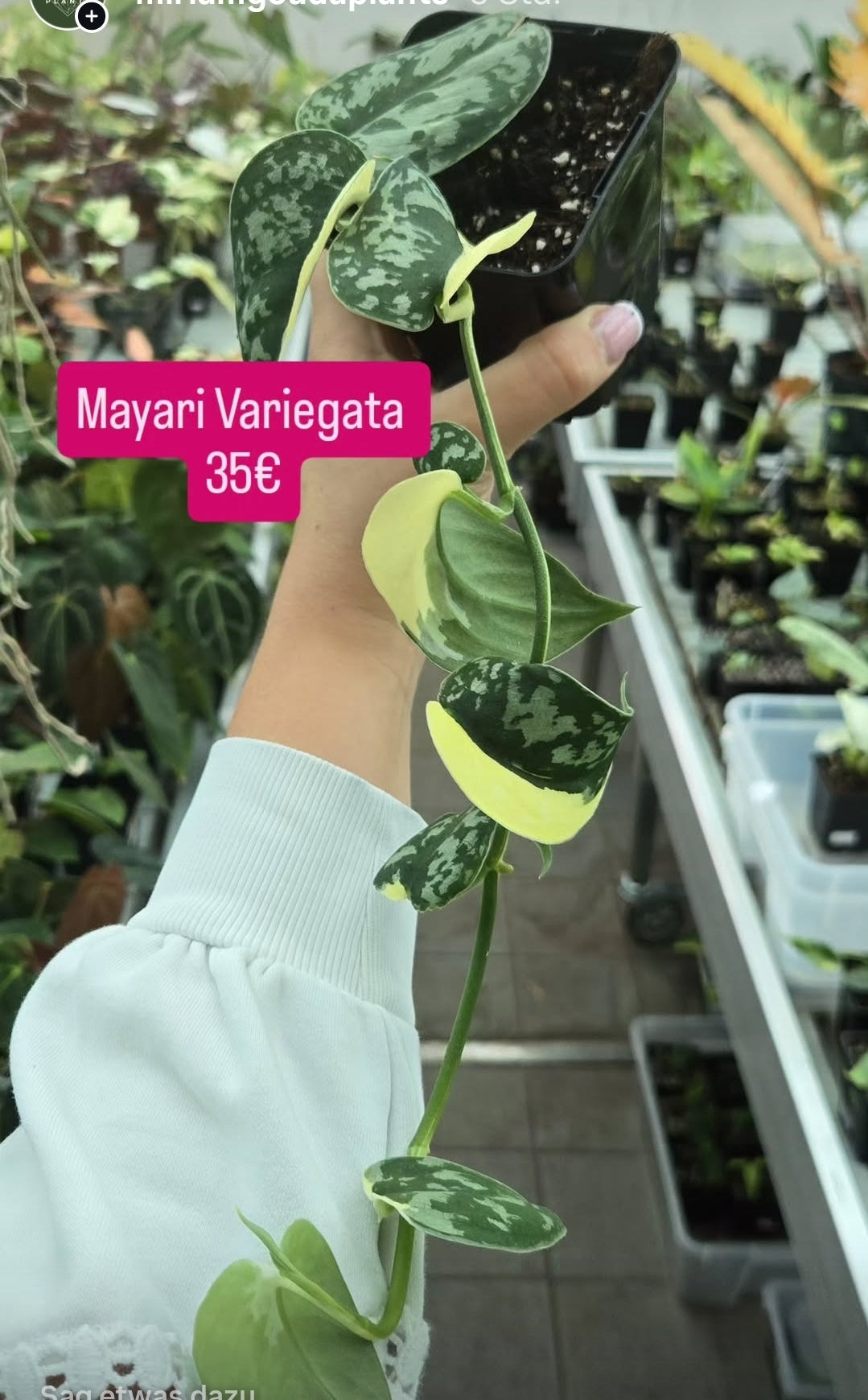 Mayari Variegata