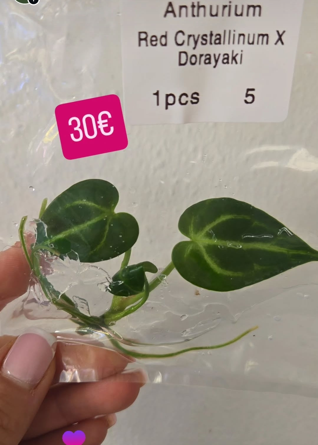 Anthurium Bundel