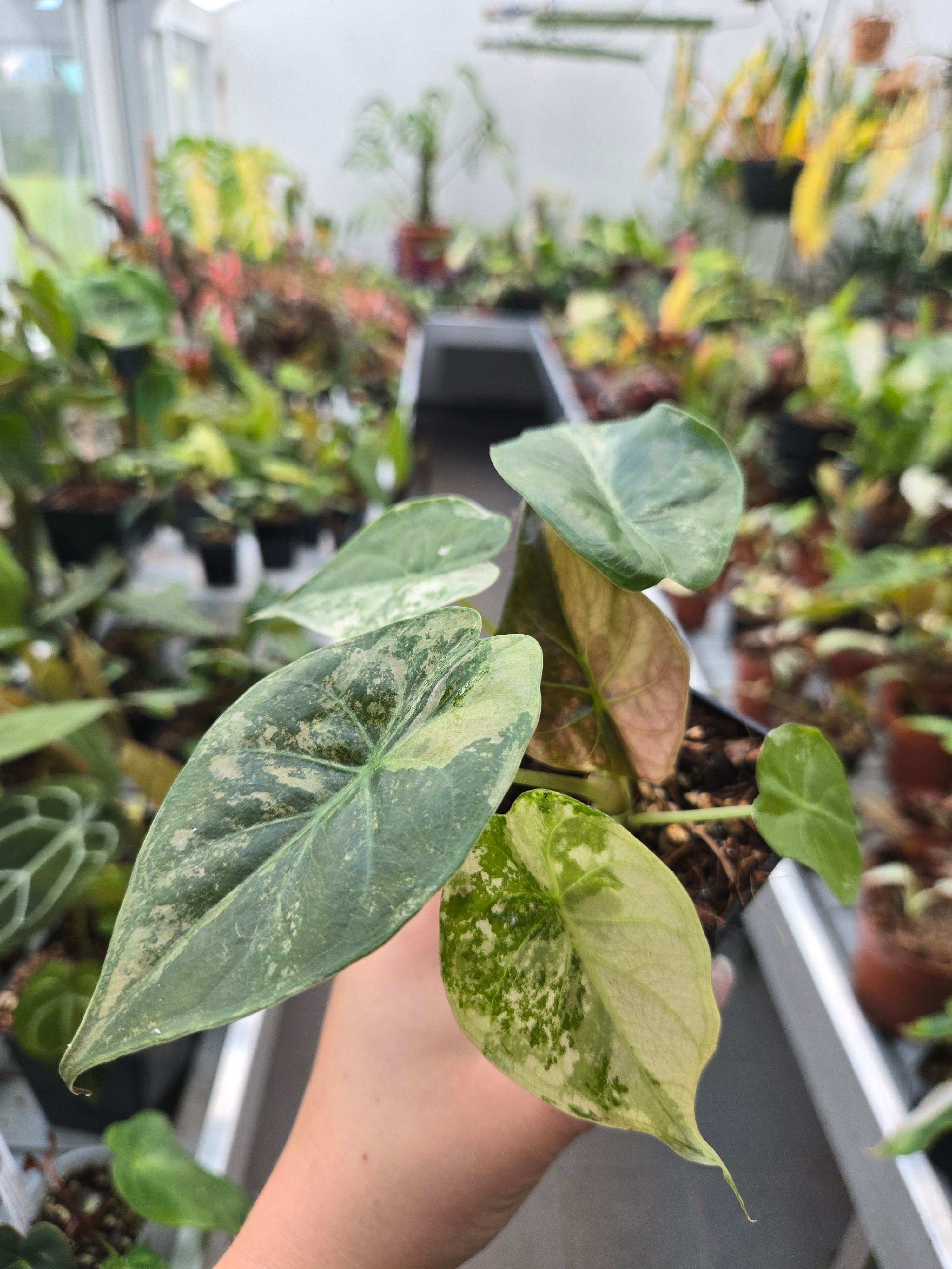 Alocasia Wentii Pink Albo