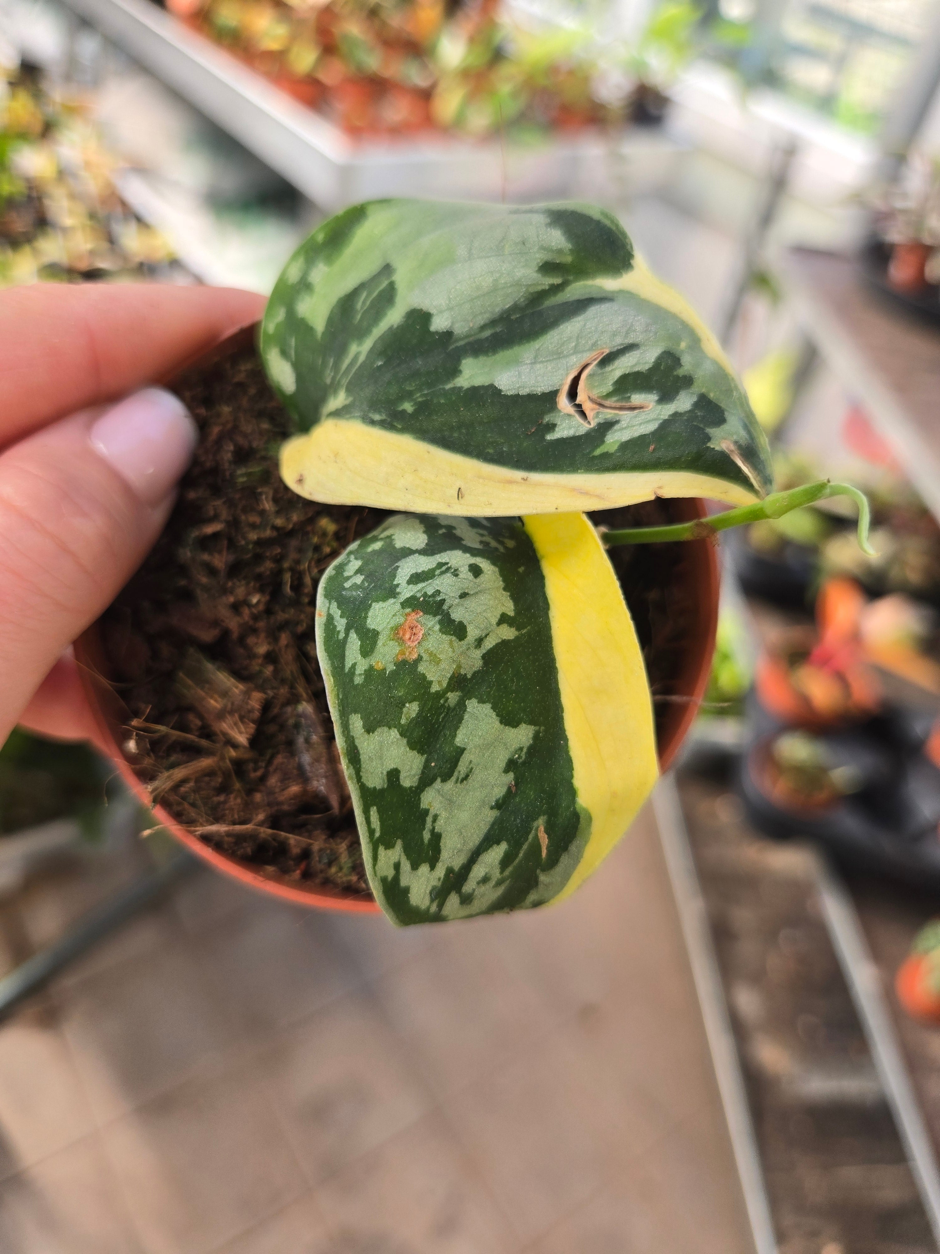 Scindapsus Mayari Albo