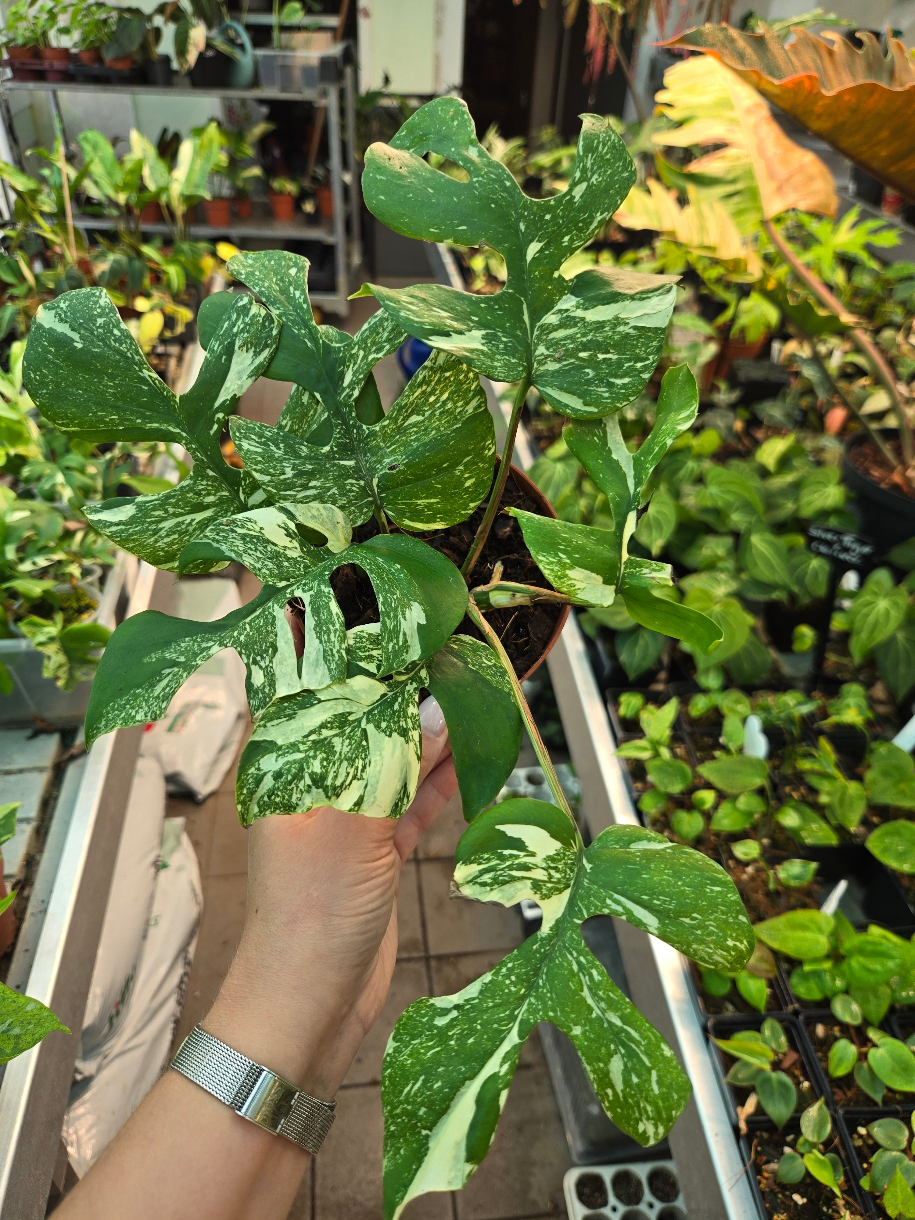 Rhaphidophora tetrasperma Super Thai