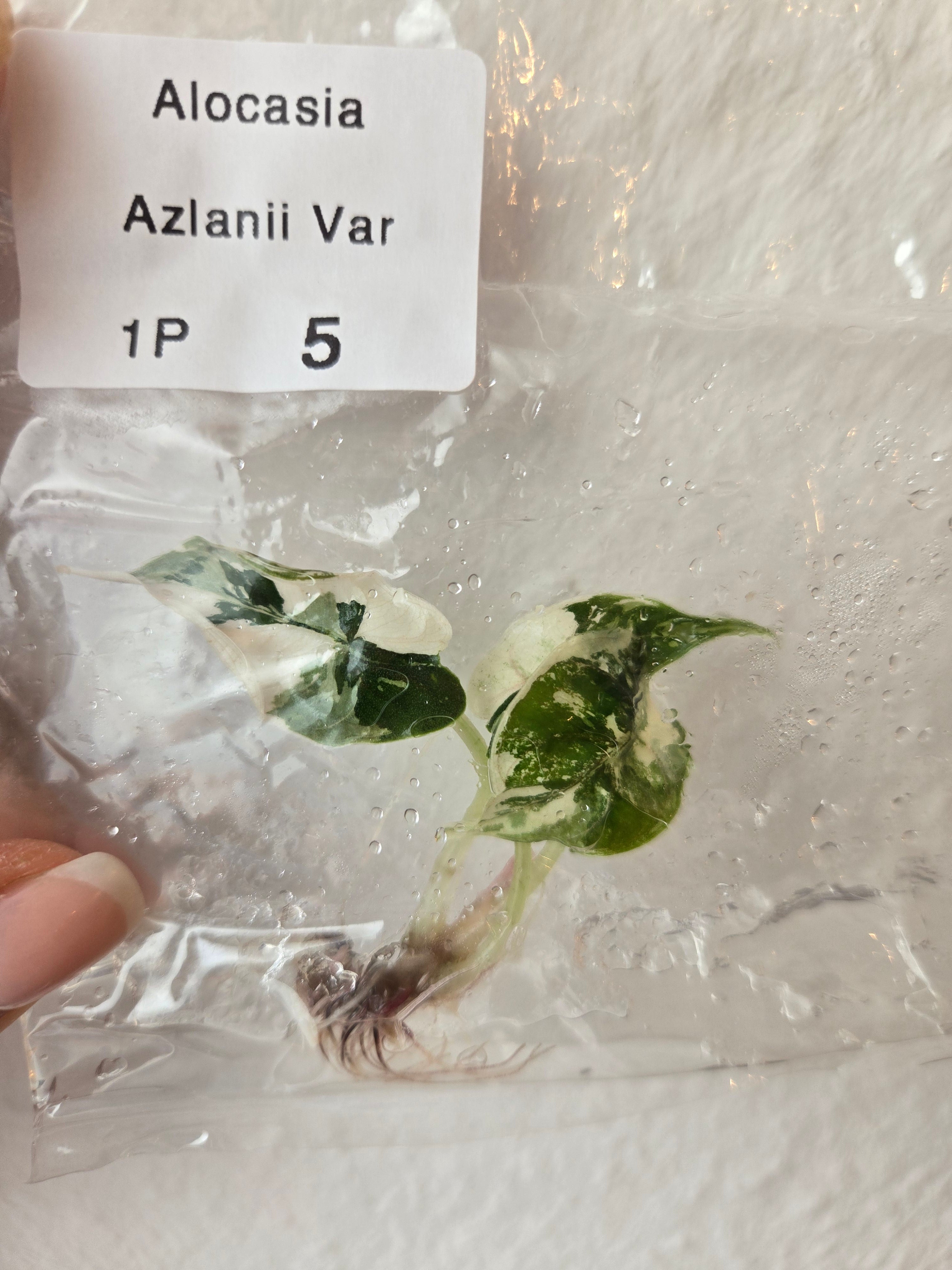 Alocasia Azlanii Variegata - (TC) Tissue Culture Pflanzen